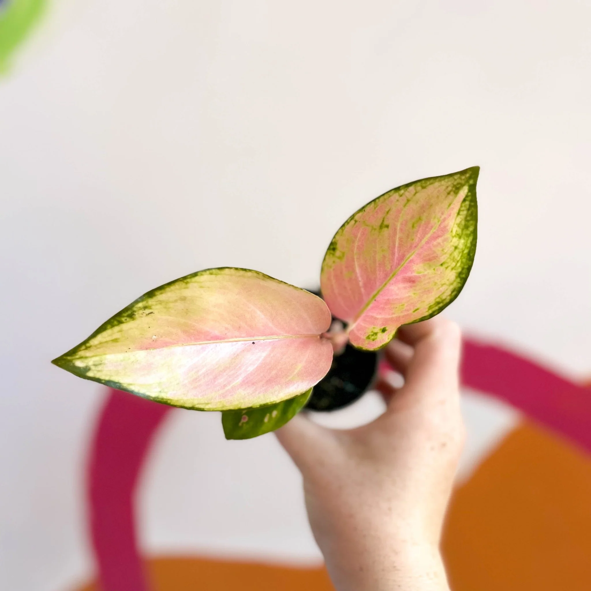 Aglaonema 'Red Dragon' - Chinese Evergreen - Image 4