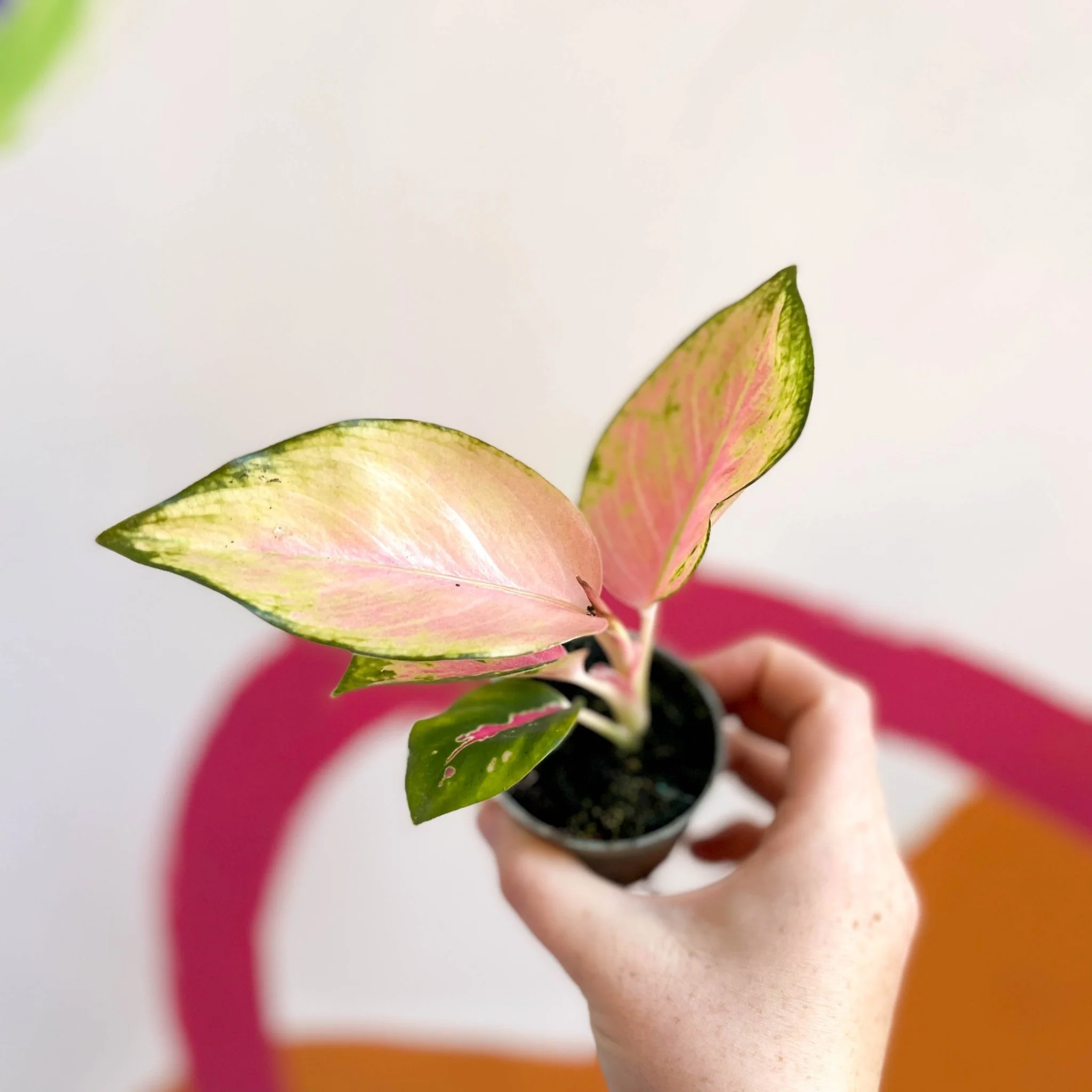 Aglaonema 'Red Dragon' - Chinese Evergreen - Image 5