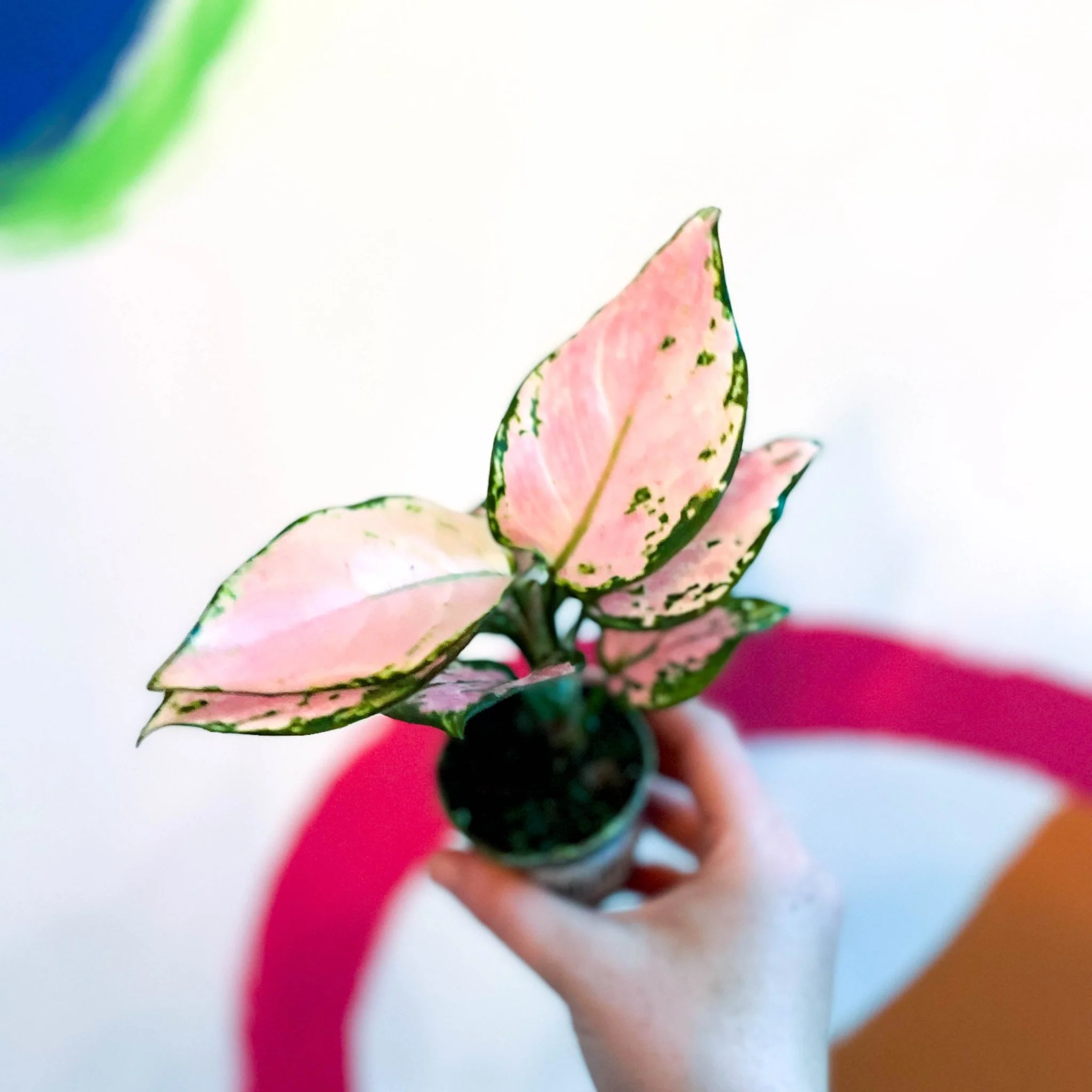 Aglaonema 'Red Zirkon' - Chinese Evergreen
