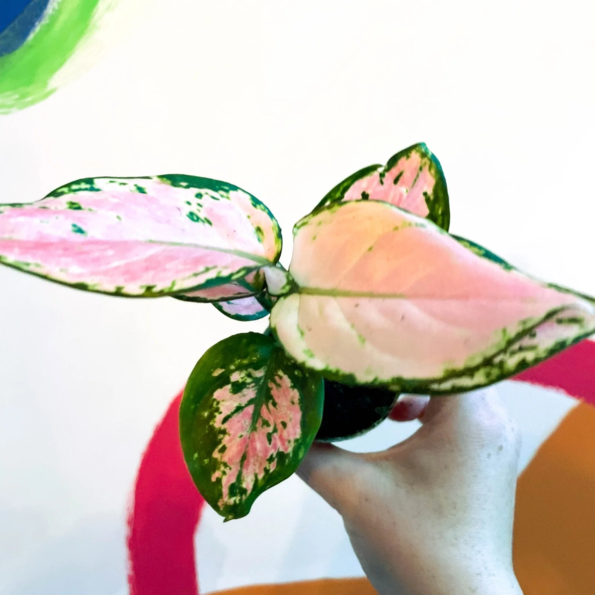 Aglaonema 'Red Zirkon' - Chinese Evergreen - Image 3