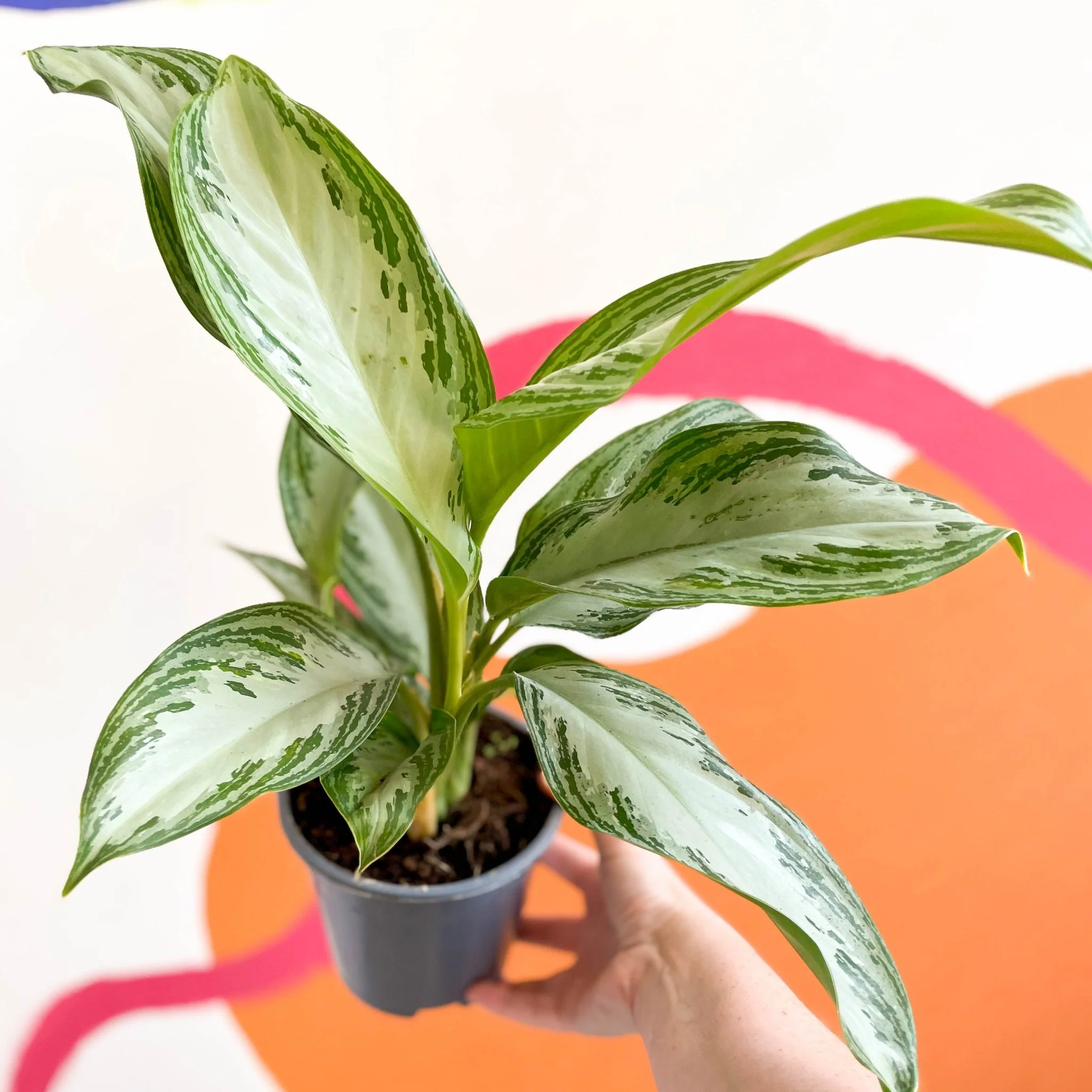 Aglaonema 'Silver Bay' - Chinese Evergreen