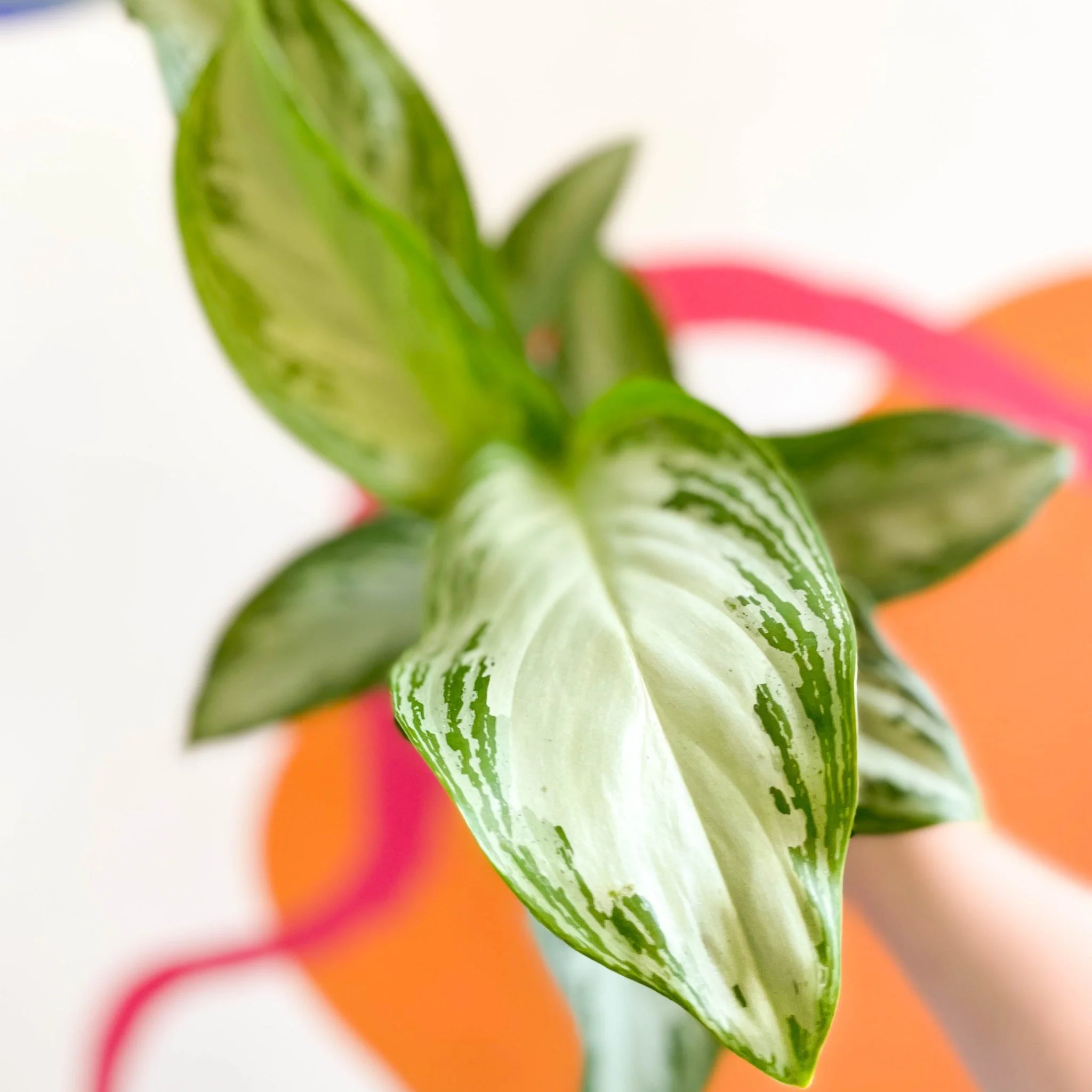 Aglaonema 'Silver Bay' - Chinese Evergreen - Image 2