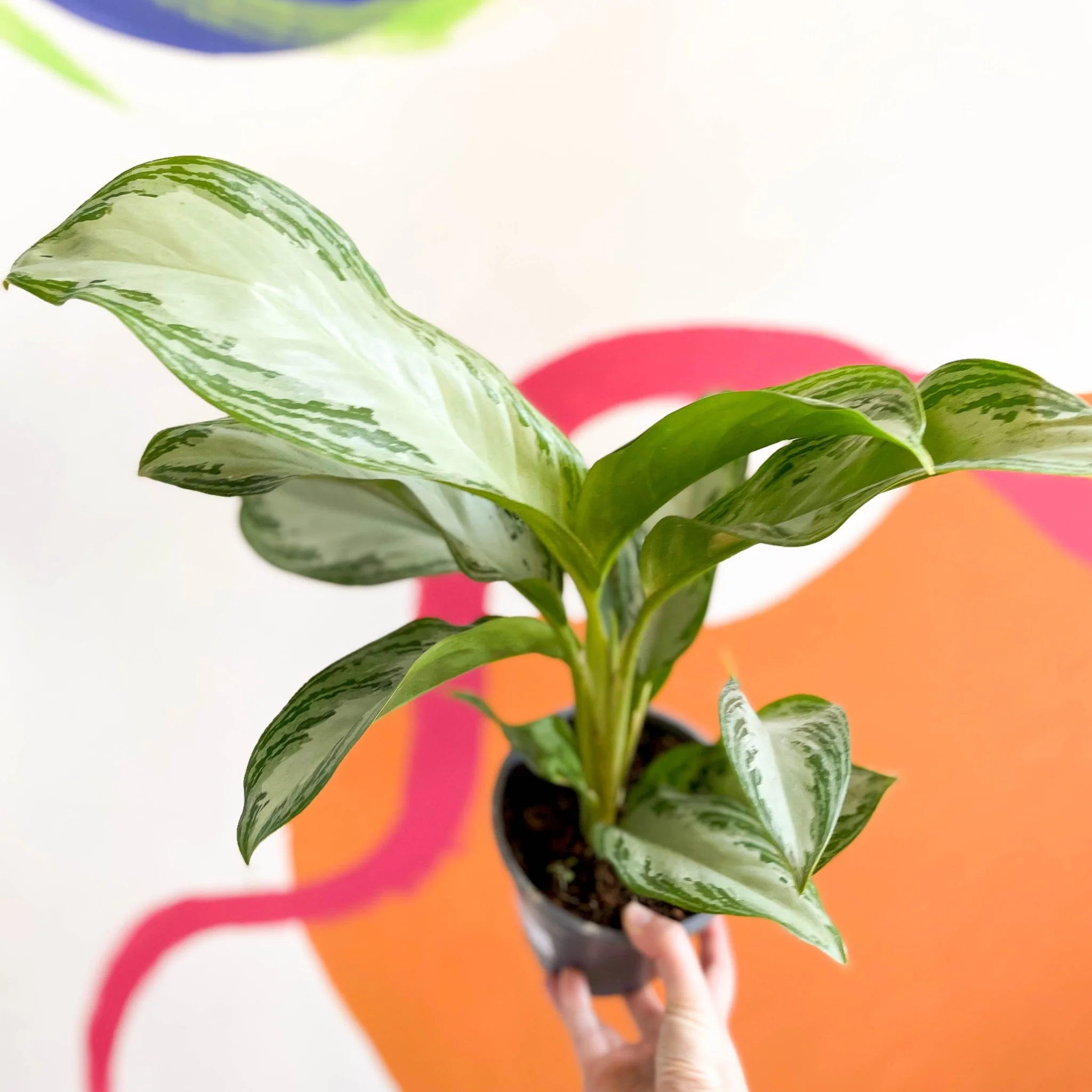 Aglaonema 'Silver Bay' - Chinese Evergreen - Image 3