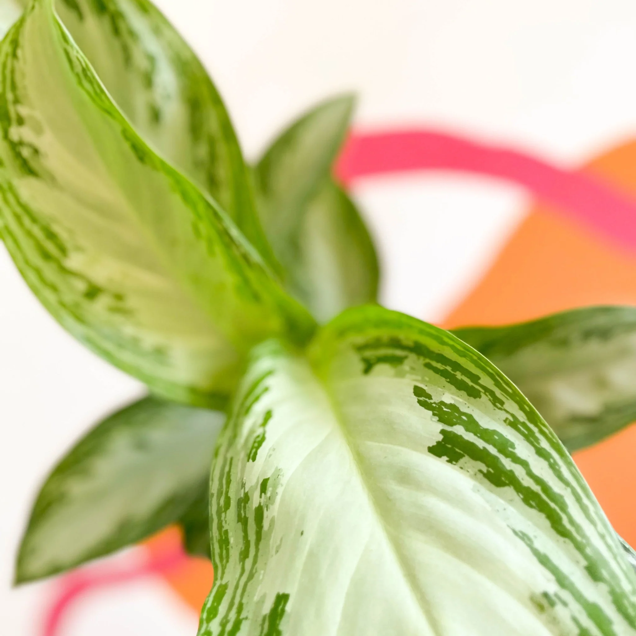 Aglaonema 'Silver Bay' - Chinese Evergreen - Image 4