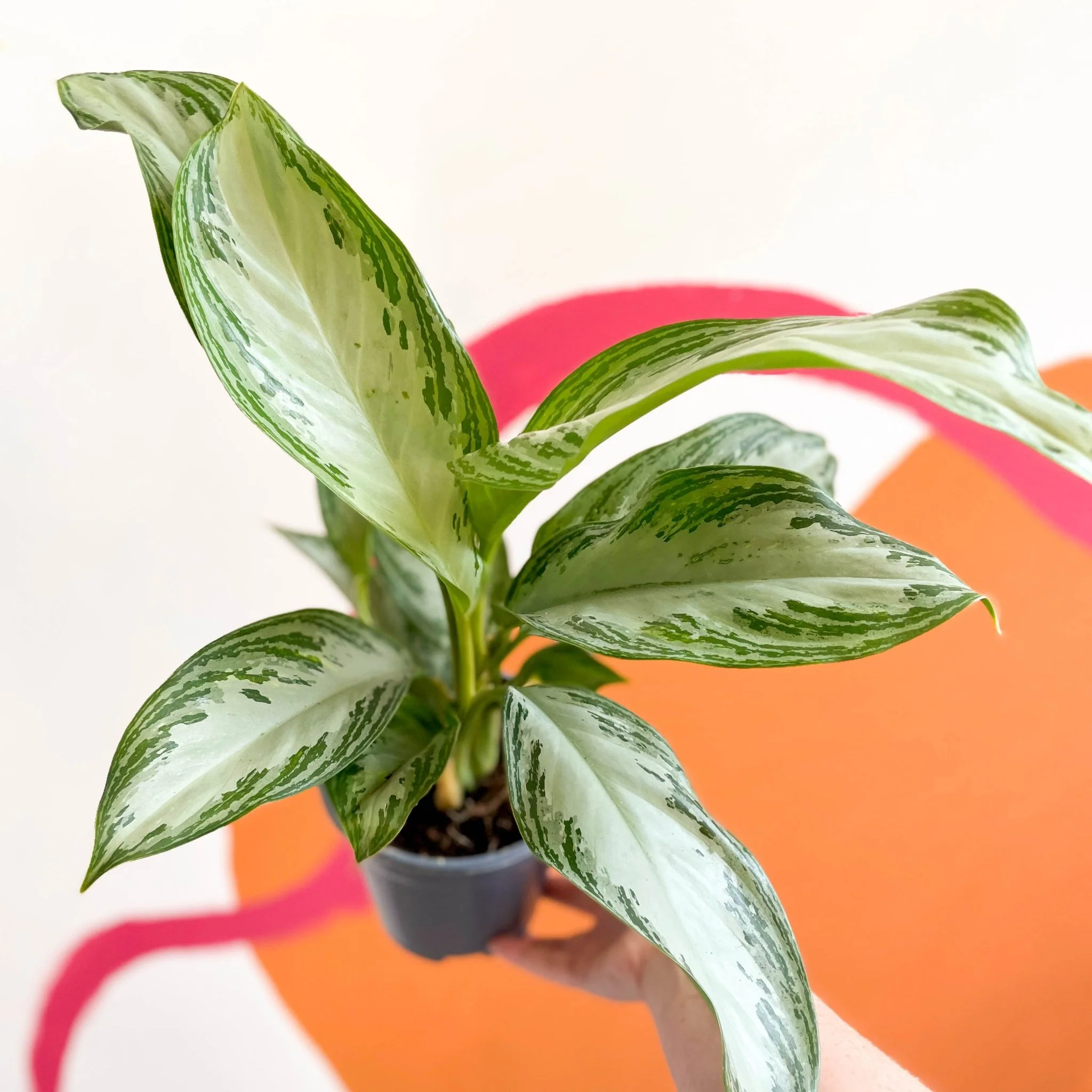Aglaonema 'Silver Bay' - Chinese Evergreen - Image 5