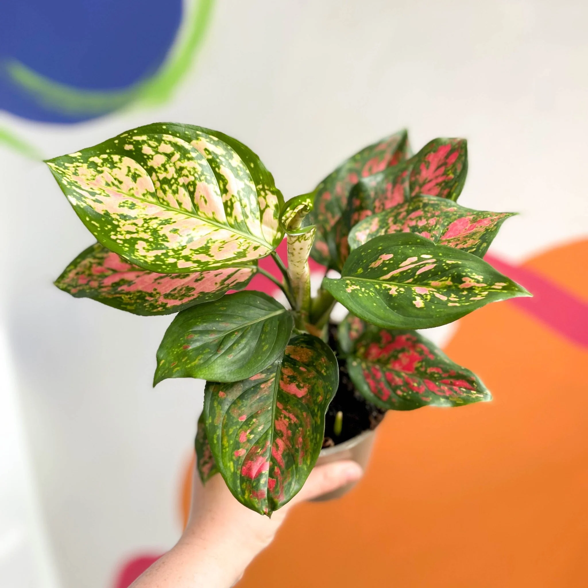 Aglaonema 'Spotted Star' - Chinese Evergreen