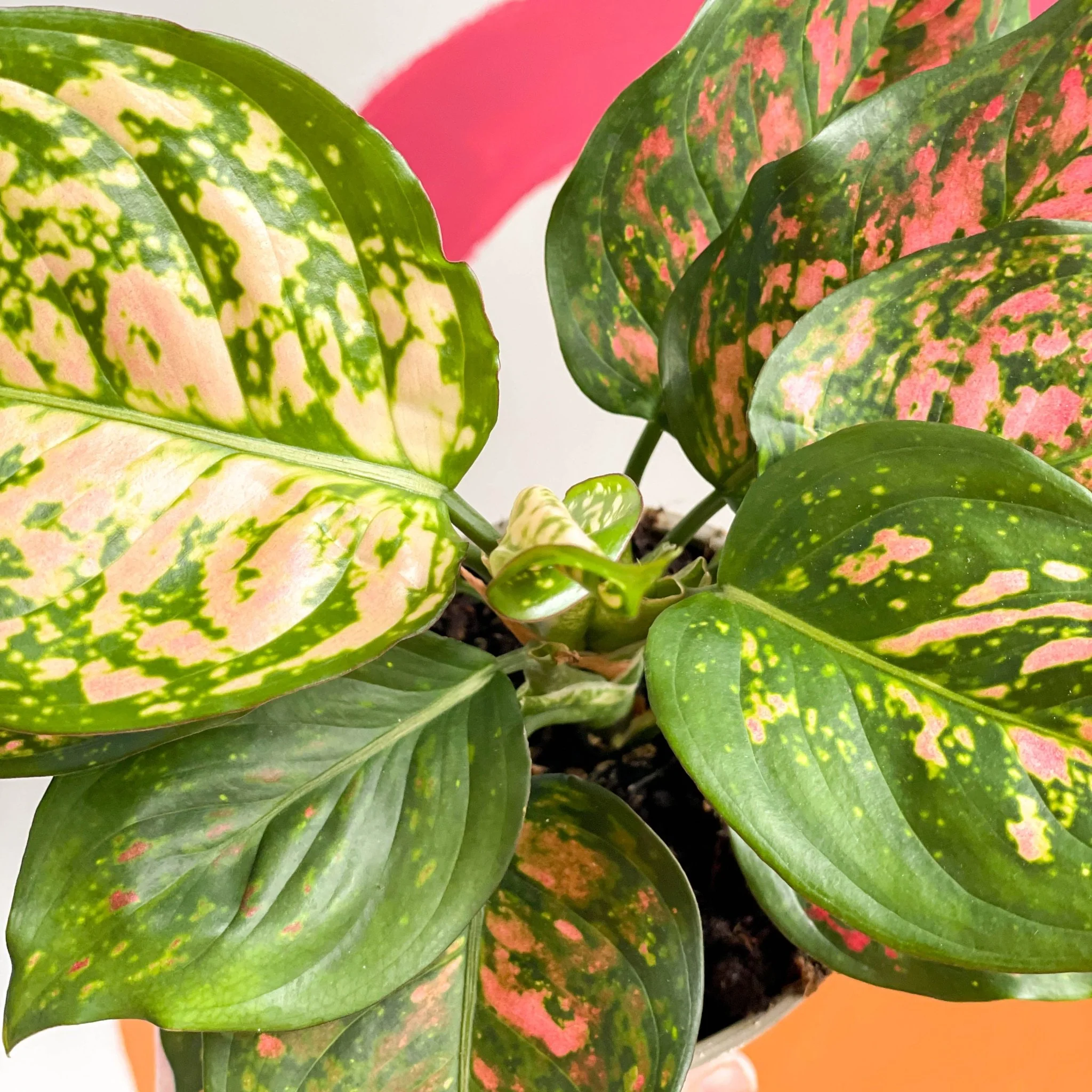 Aglaonema 'Spotted Star' - Chinese Evergreen - Image 2