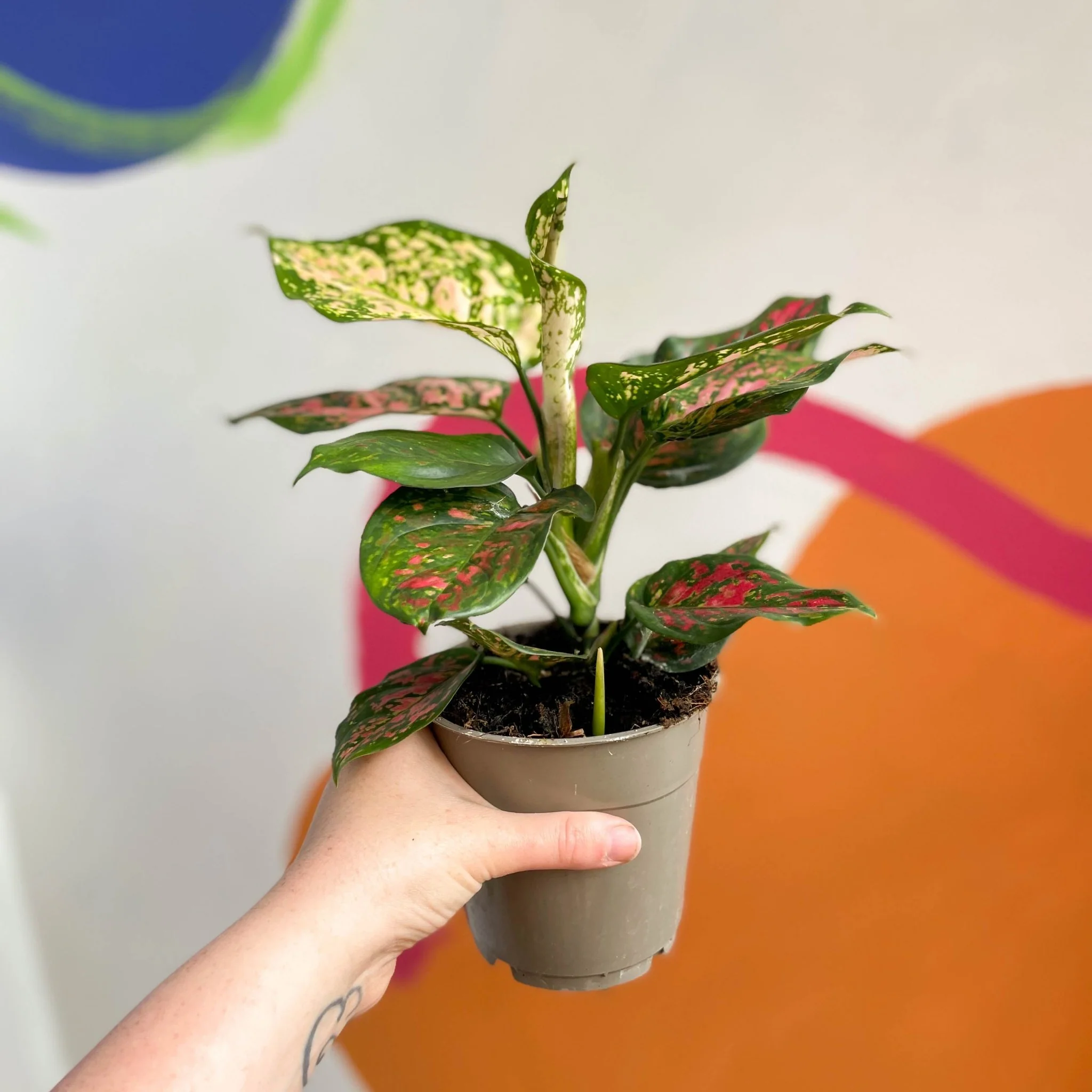 Aglaonema 'Spotted Star' - Chinese Evergreen - Image 3