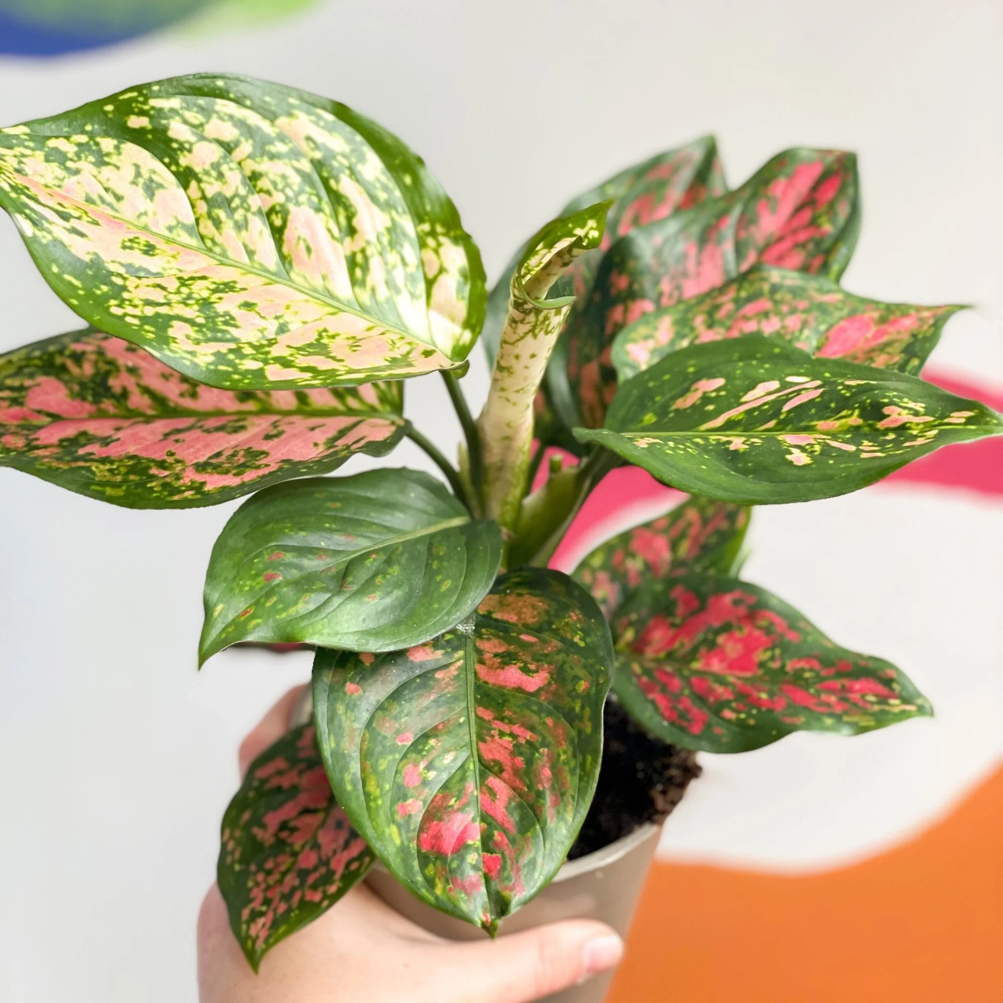 Aglaonema 'Spotted Star' - Chinese Evergreen - Image 4
