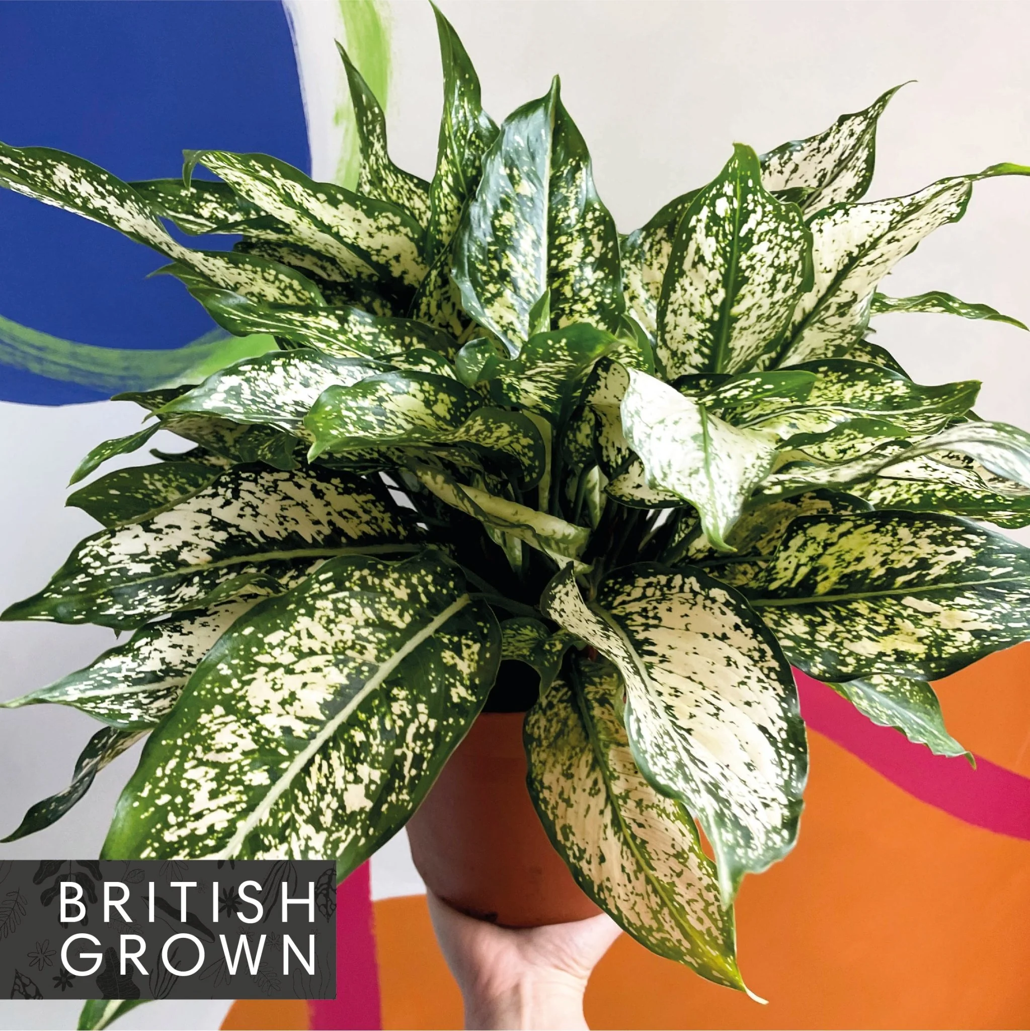 Aglaonema 'Spring Snow' - Chinese Evergreen - British Grown