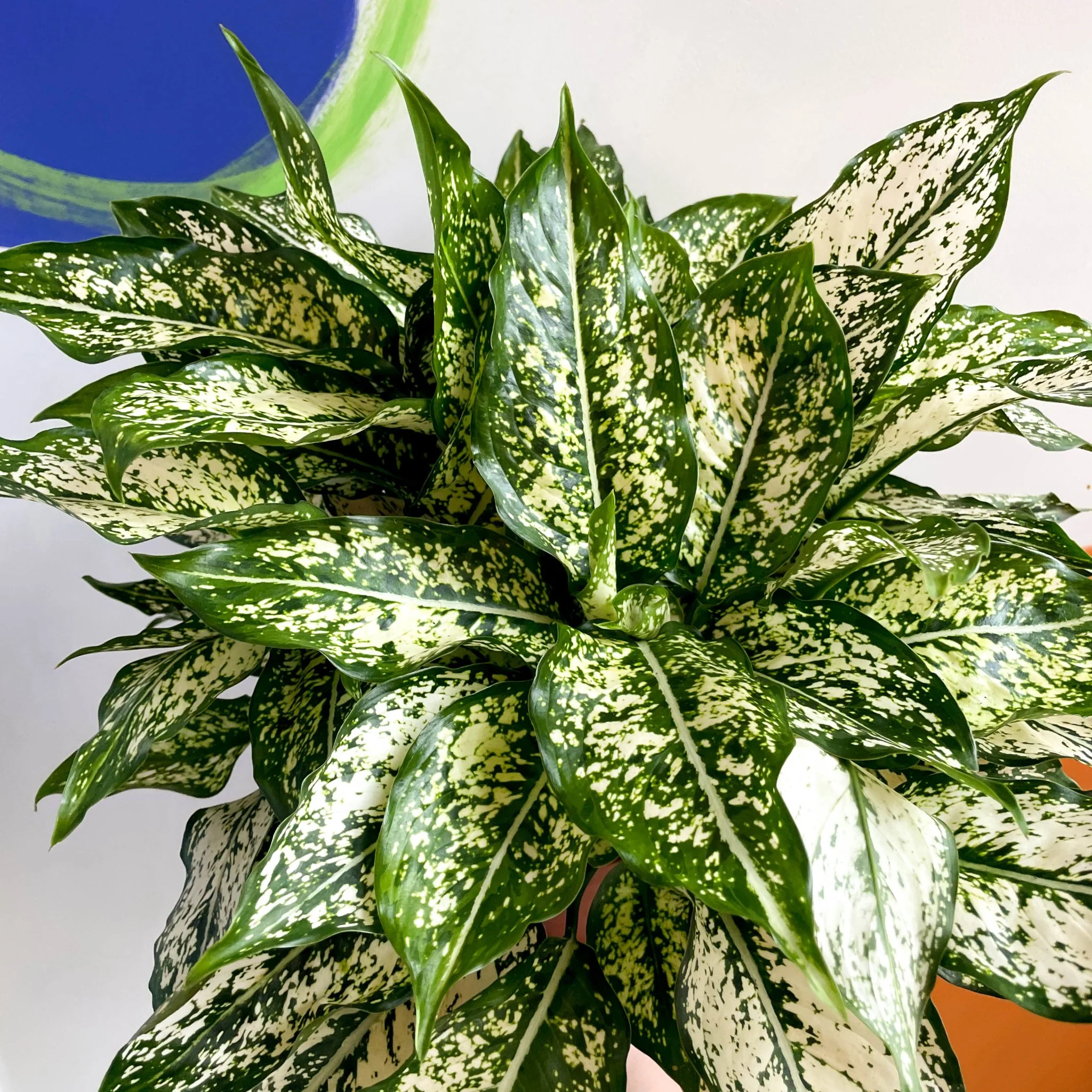 Aglaonema 'Spring Snow' - Chinese Evergreen - British Grown - Image 2