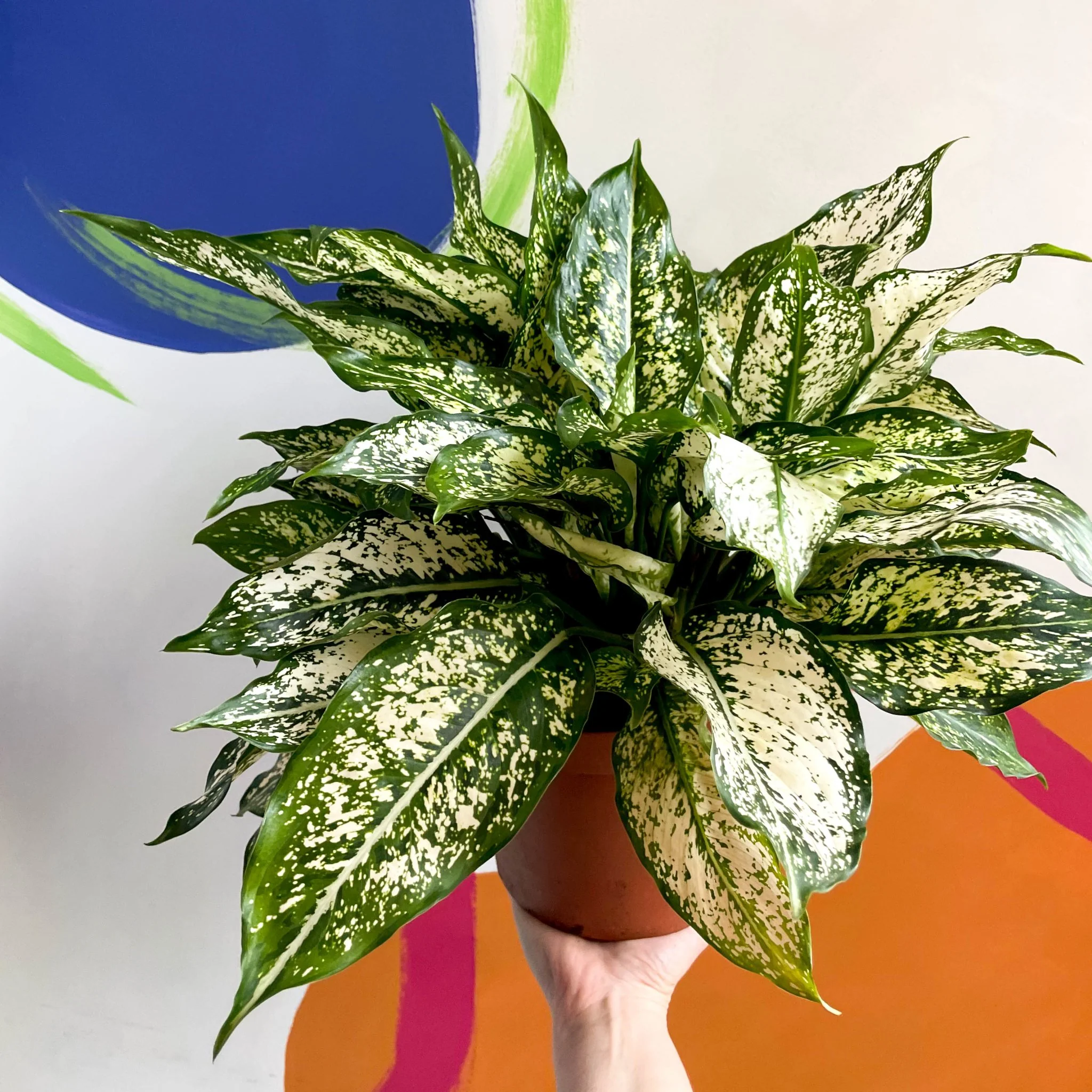 Aglaonema 'Spring Snow' - Chinese Evergreen - British Grown - Image 3