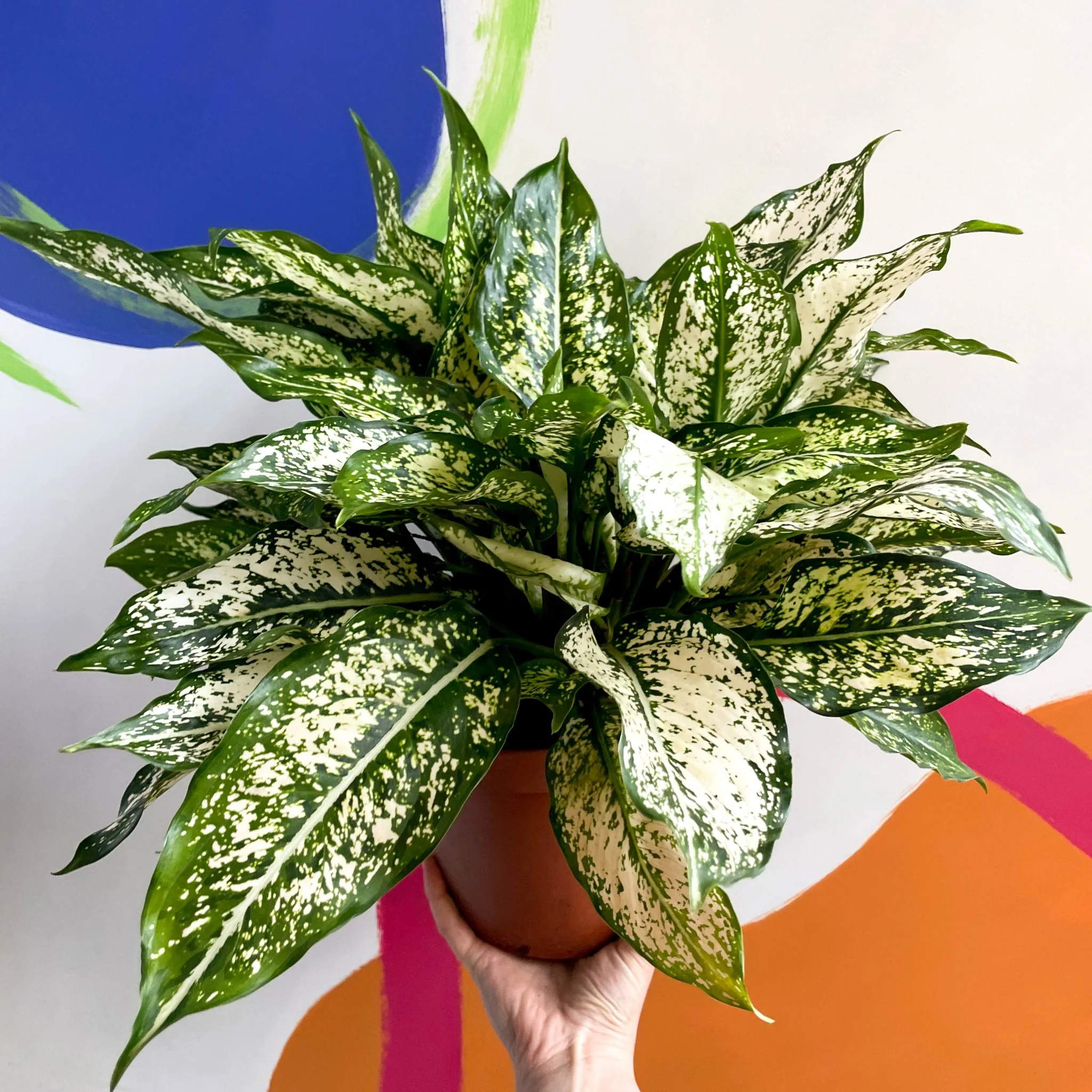 Aglaonema 'Spring Snow' - Chinese Evergreen - British Grown - Image 4