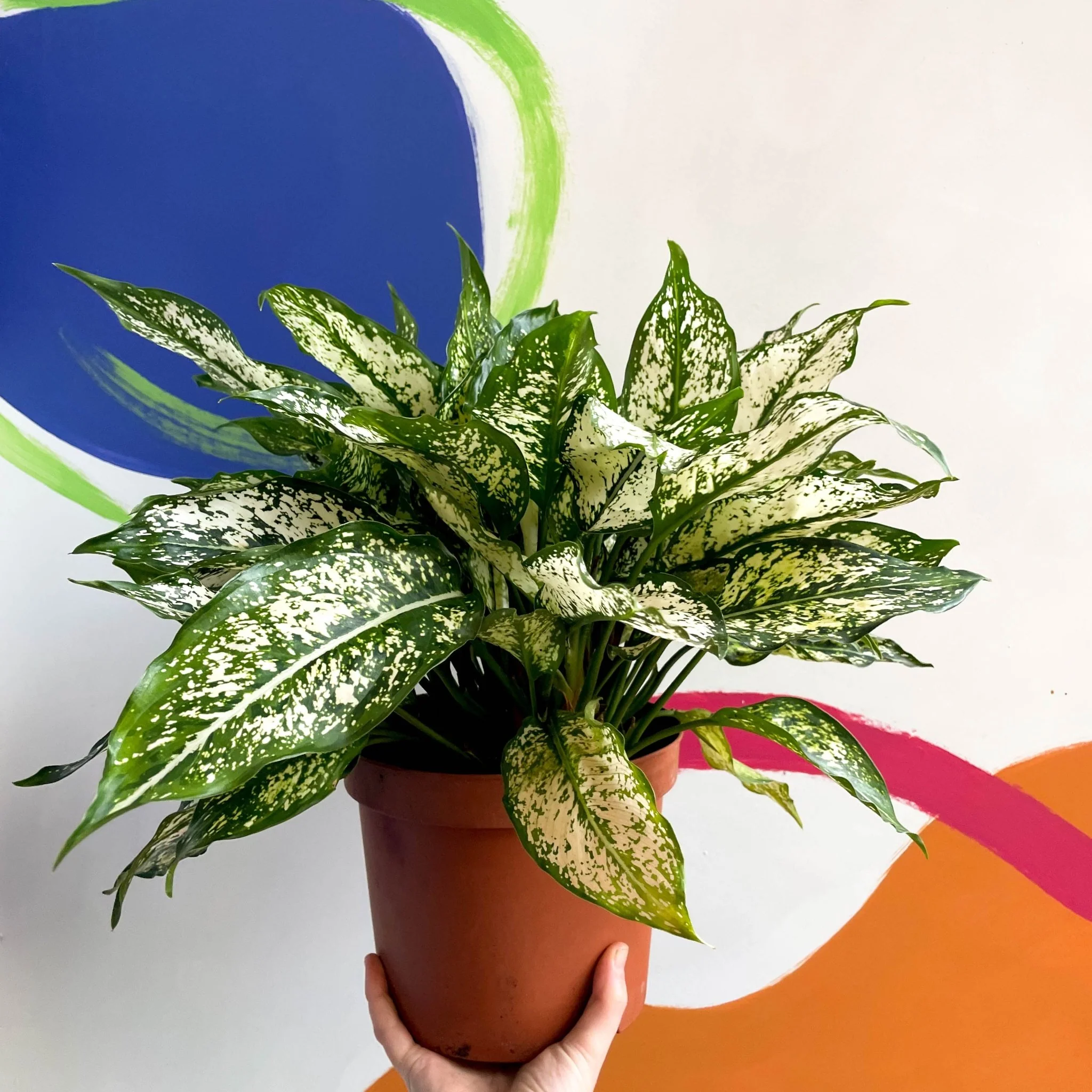 Aglaonema 'Spring Snow' - Chinese Evergreen - British Grown - Image 5