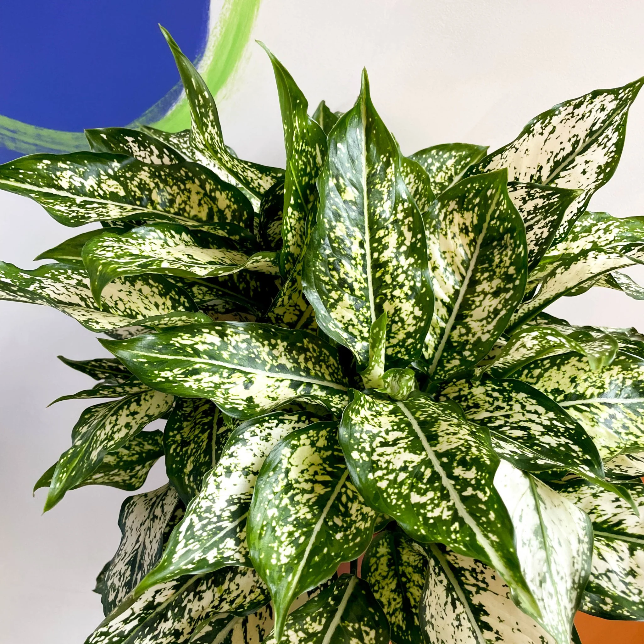 Aglaonema 'Spring Snow' - Chinese Evergreen - British Grown - Image 6
