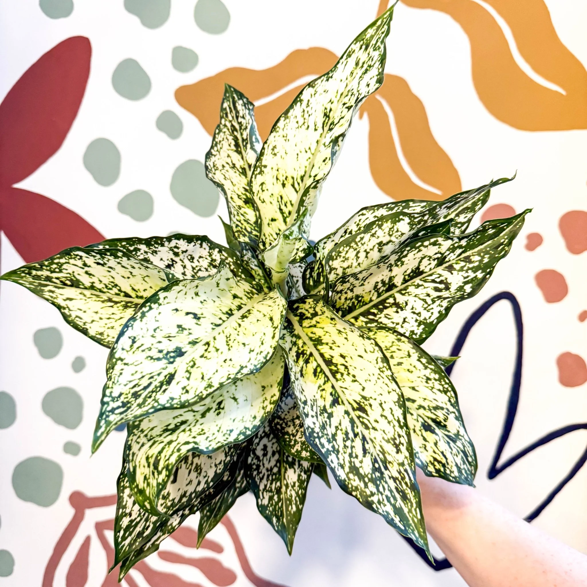 Aglaonema ‘White Kiwi' - Chinese Evergreen