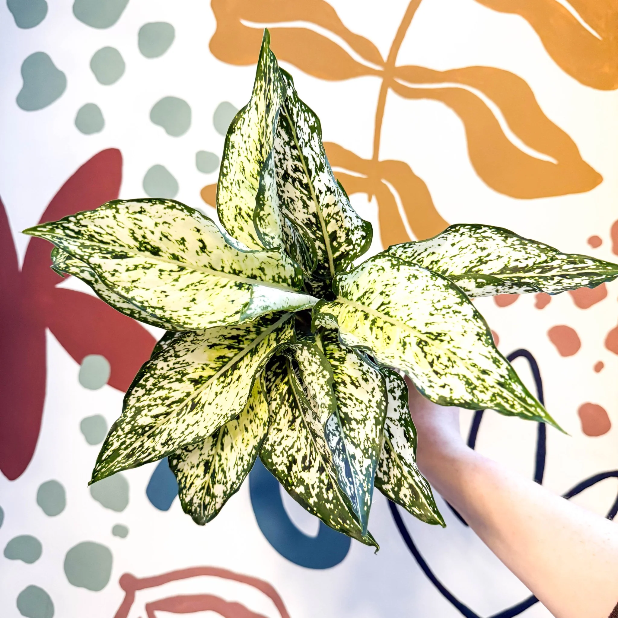 Aglaonema ‘White Kiwi' - Chinese Evergreen - Image 10