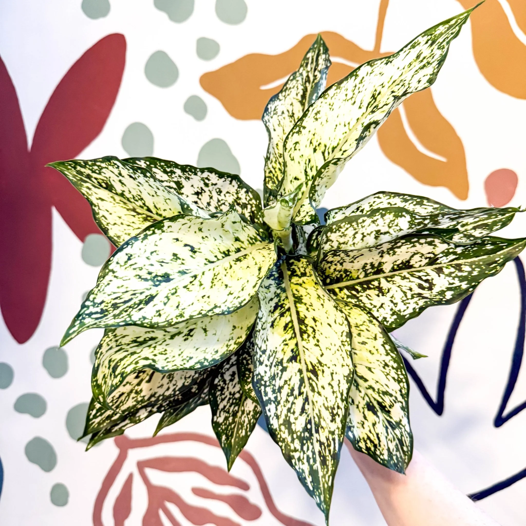 Aglaonema ‘White Kiwi' - Chinese Evergreen - Image 11