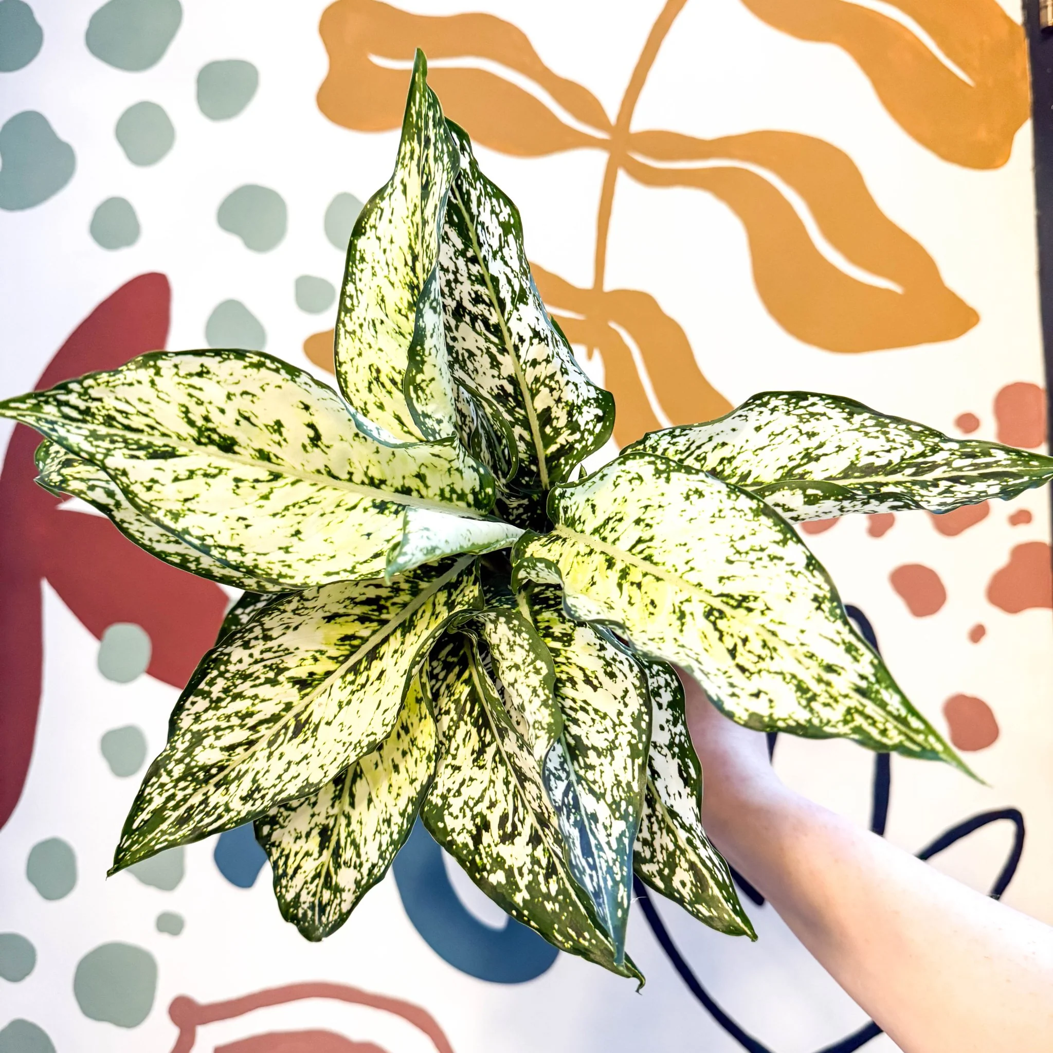 Aglaonema ‘White Kiwi' - Chinese Evergreen - Image 2
