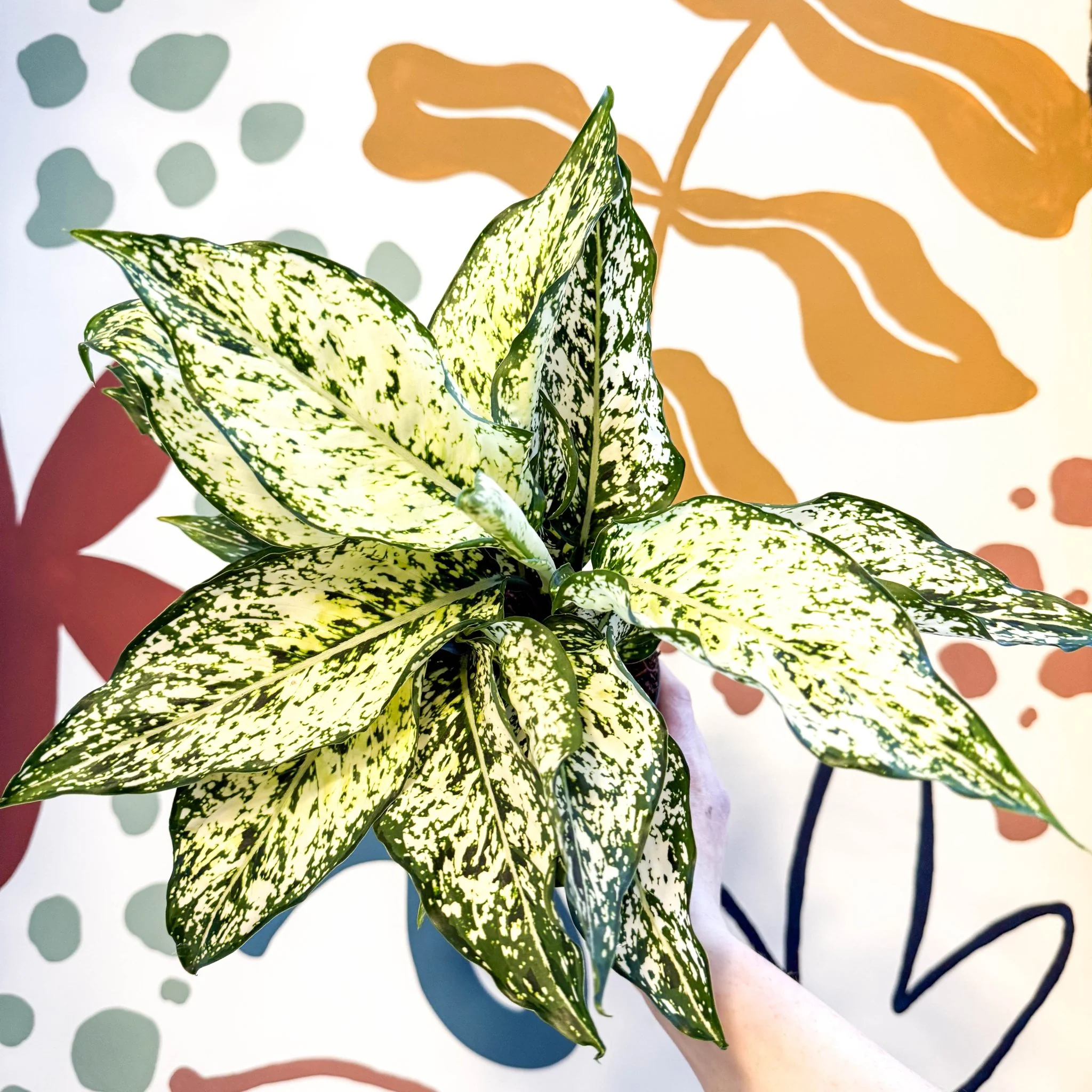 Aglaonema ‘White Kiwi' - Chinese Evergreen - Image 3