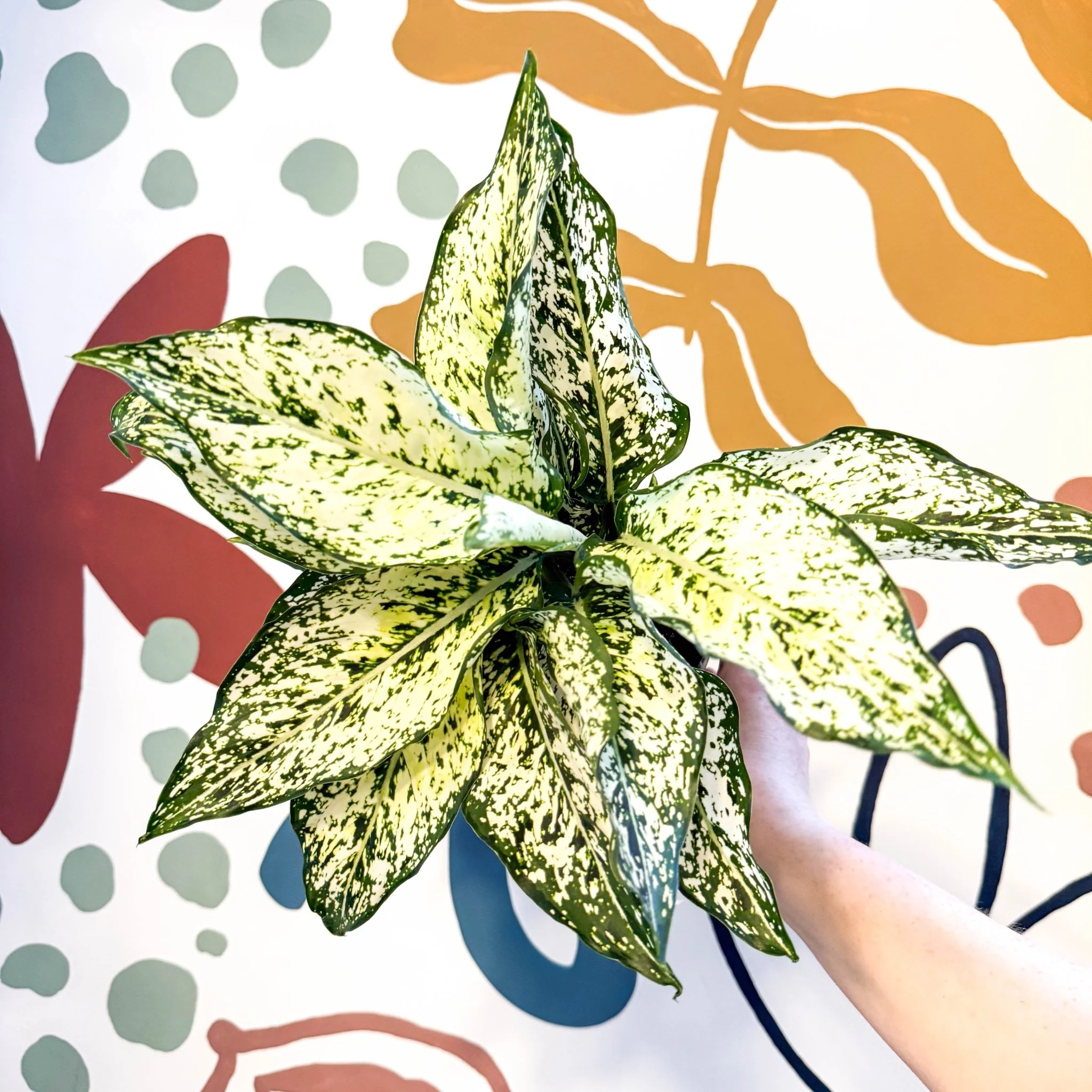 Aglaonema ‘White Kiwi' - Chinese Evergreen - Image 4