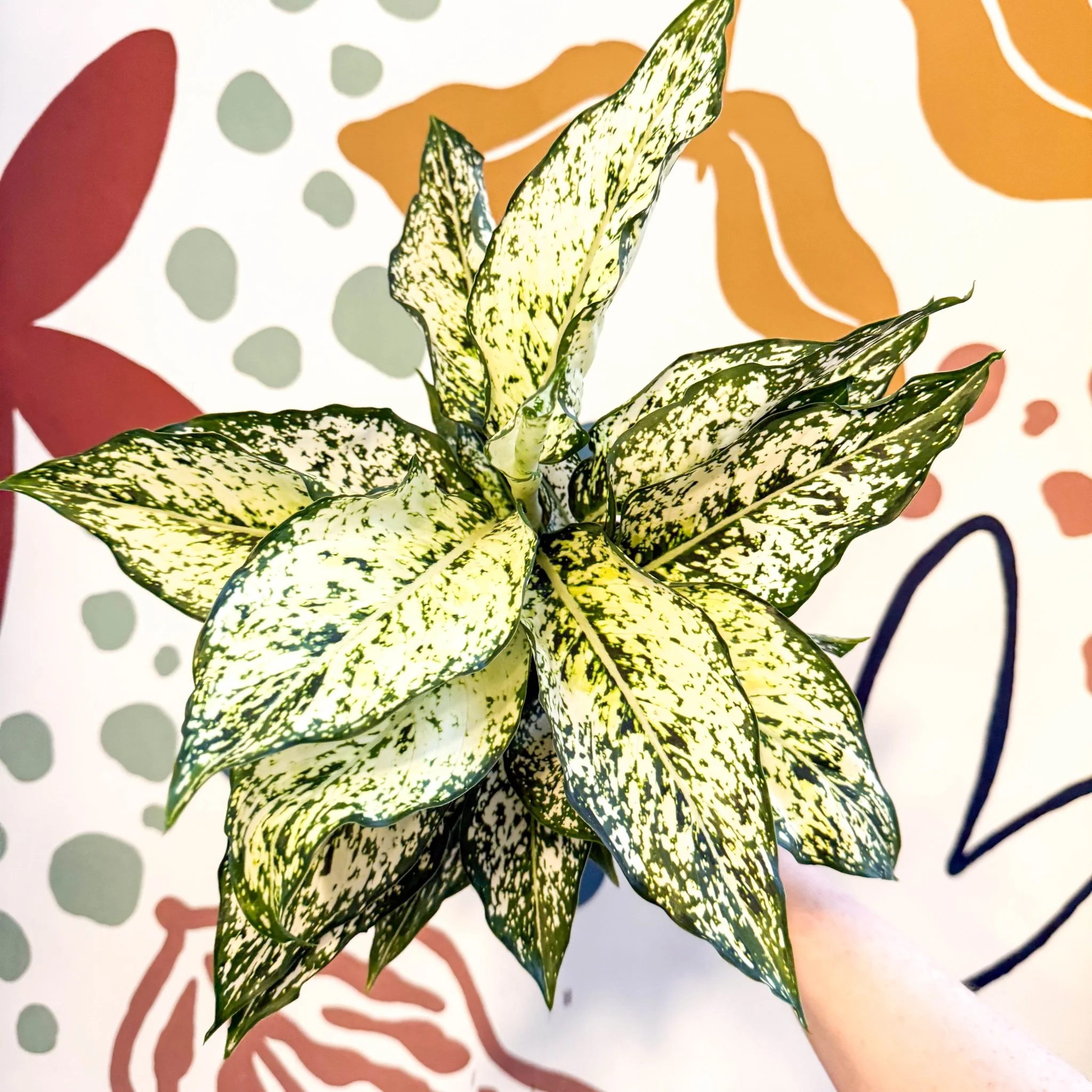 Aglaonema ‘White Kiwi' - Chinese Evergreen - Image 5