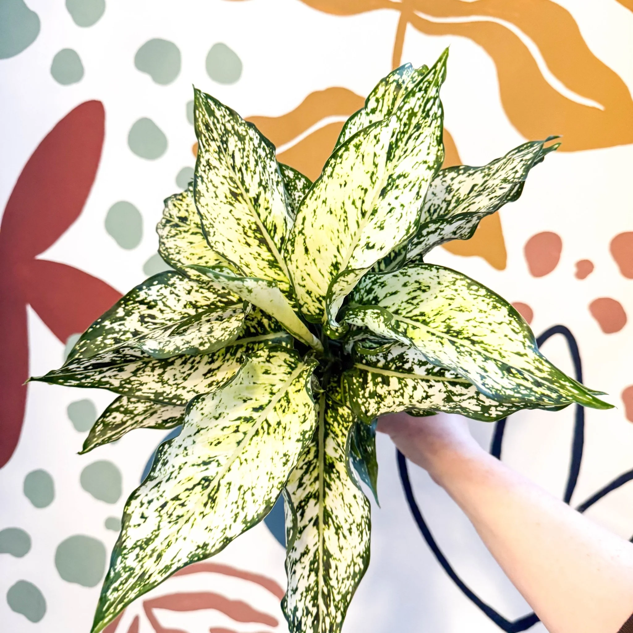 Aglaonema ‘White Kiwi' - Chinese Evergreen - Image 6
