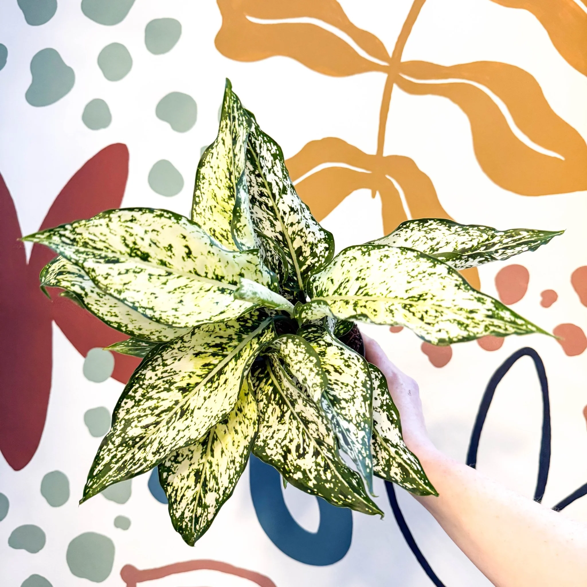 Aglaonema ‘White Kiwi' - Chinese Evergreen - Image 7