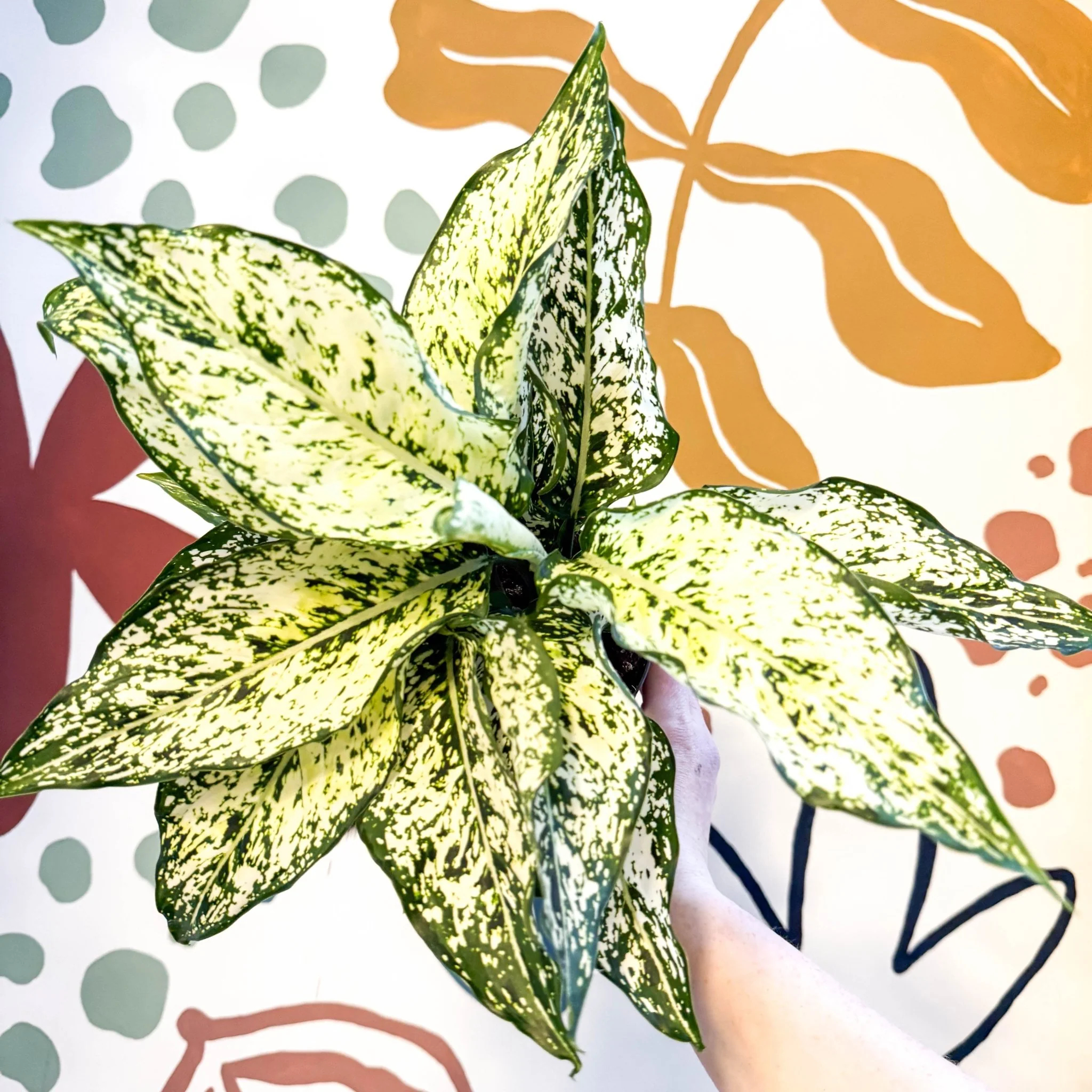 Aglaonema ‘White Kiwi' - Chinese Evergreen - Image 8