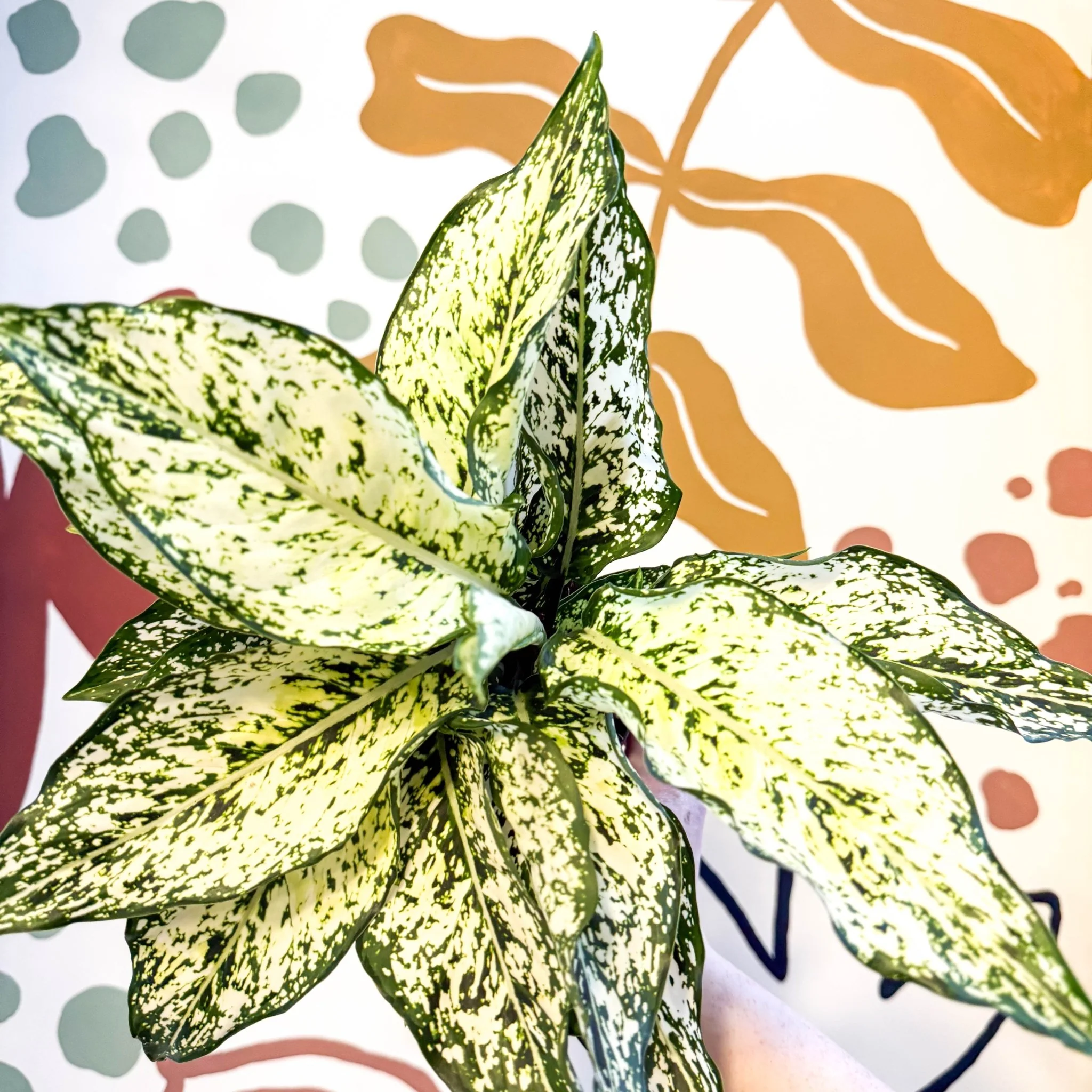 Aglaonema ‘White Kiwi' - Chinese Evergreen - Image 9