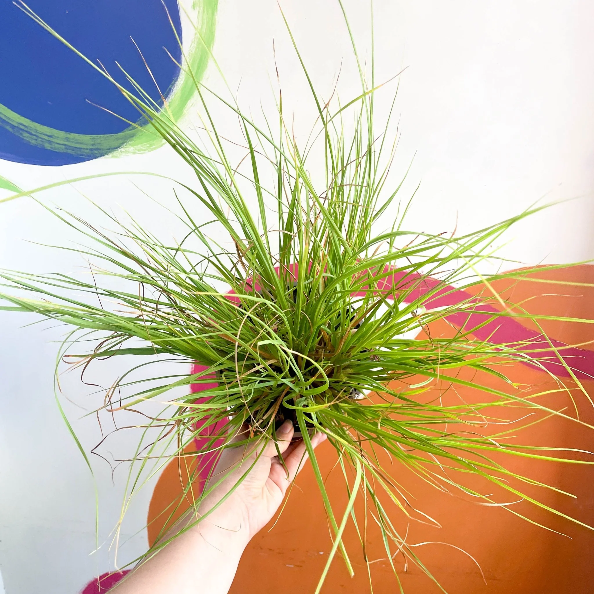 Chinese Fountain Grass - Pennisetum alopecuroides - Cotswold Grown Perennial