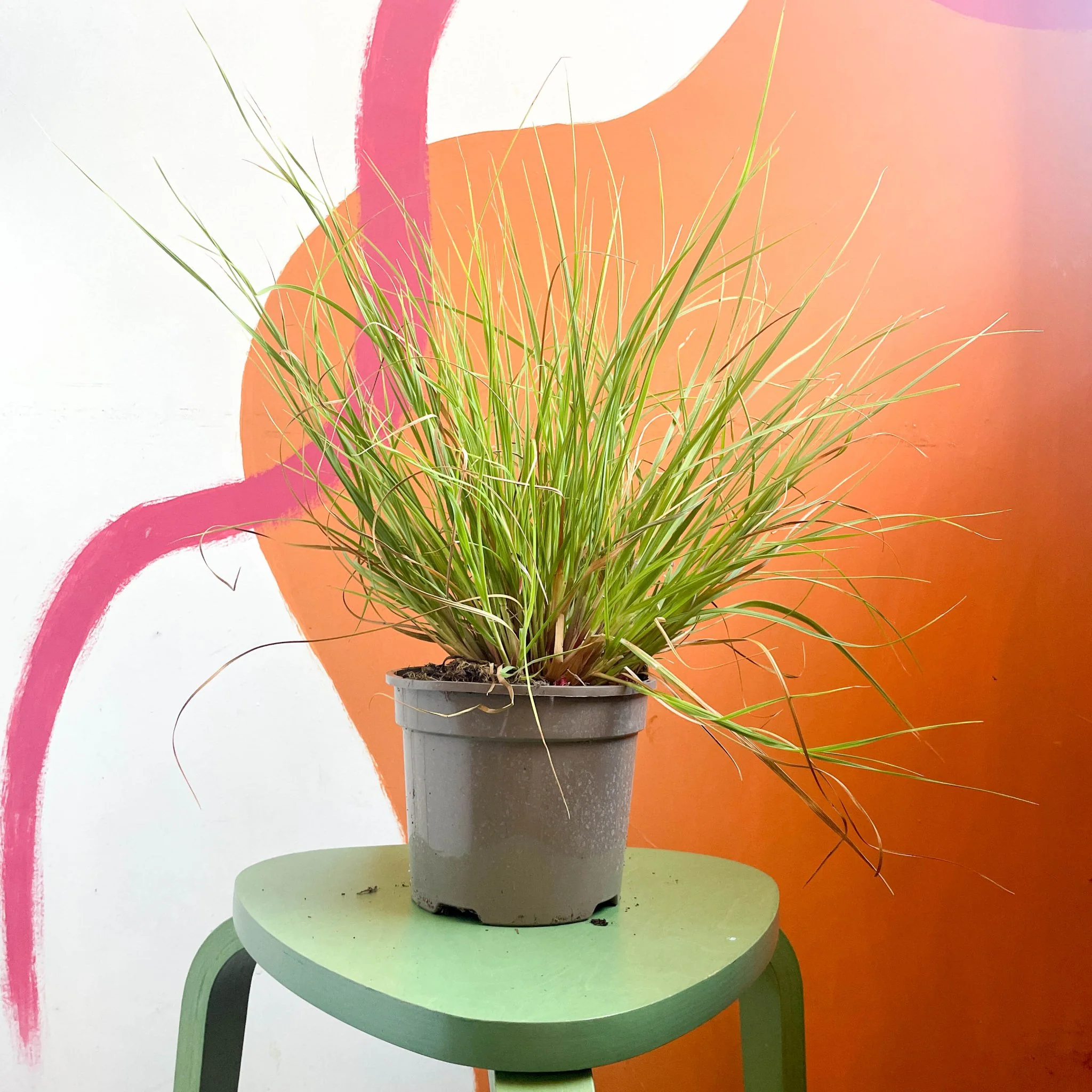 Chinese Fountain Grass - Pennisetum alopecuroides - Cotswold Grown Perennial - Image 2