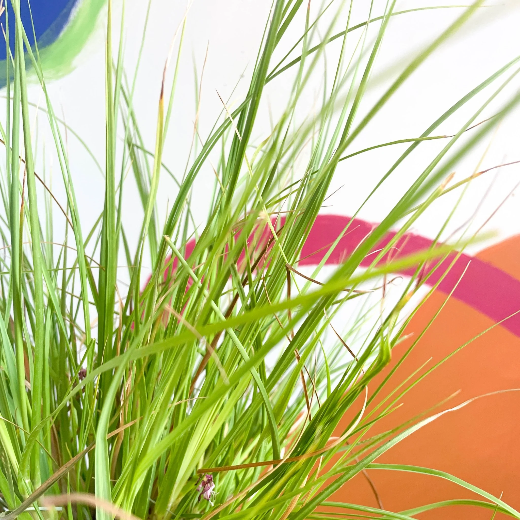 Chinese Fountain Grass - Pennisetum alopecuroides - Cotswold Grown Perennial - Image 3