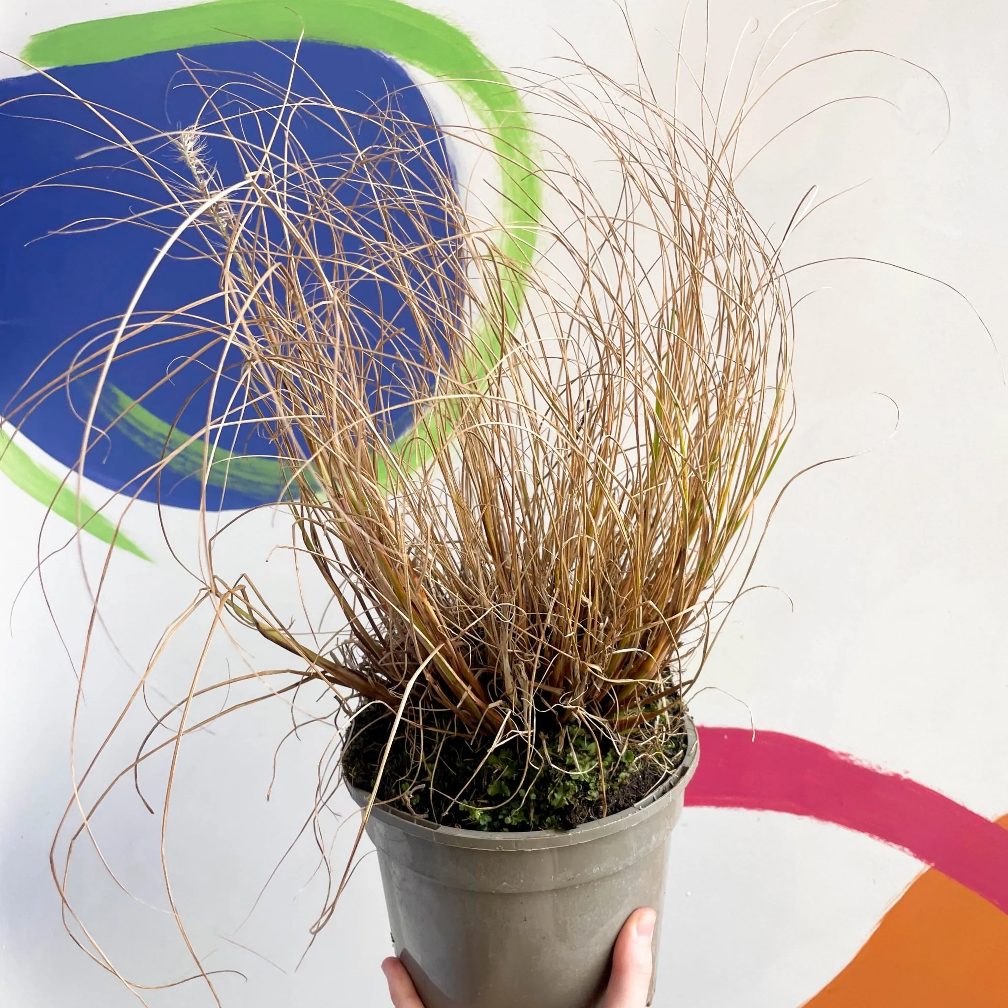 Chinese Fountain Grass - Pennisetum alopecuroides 'Hameln' - Cotswold Grown Perennial - Image 3