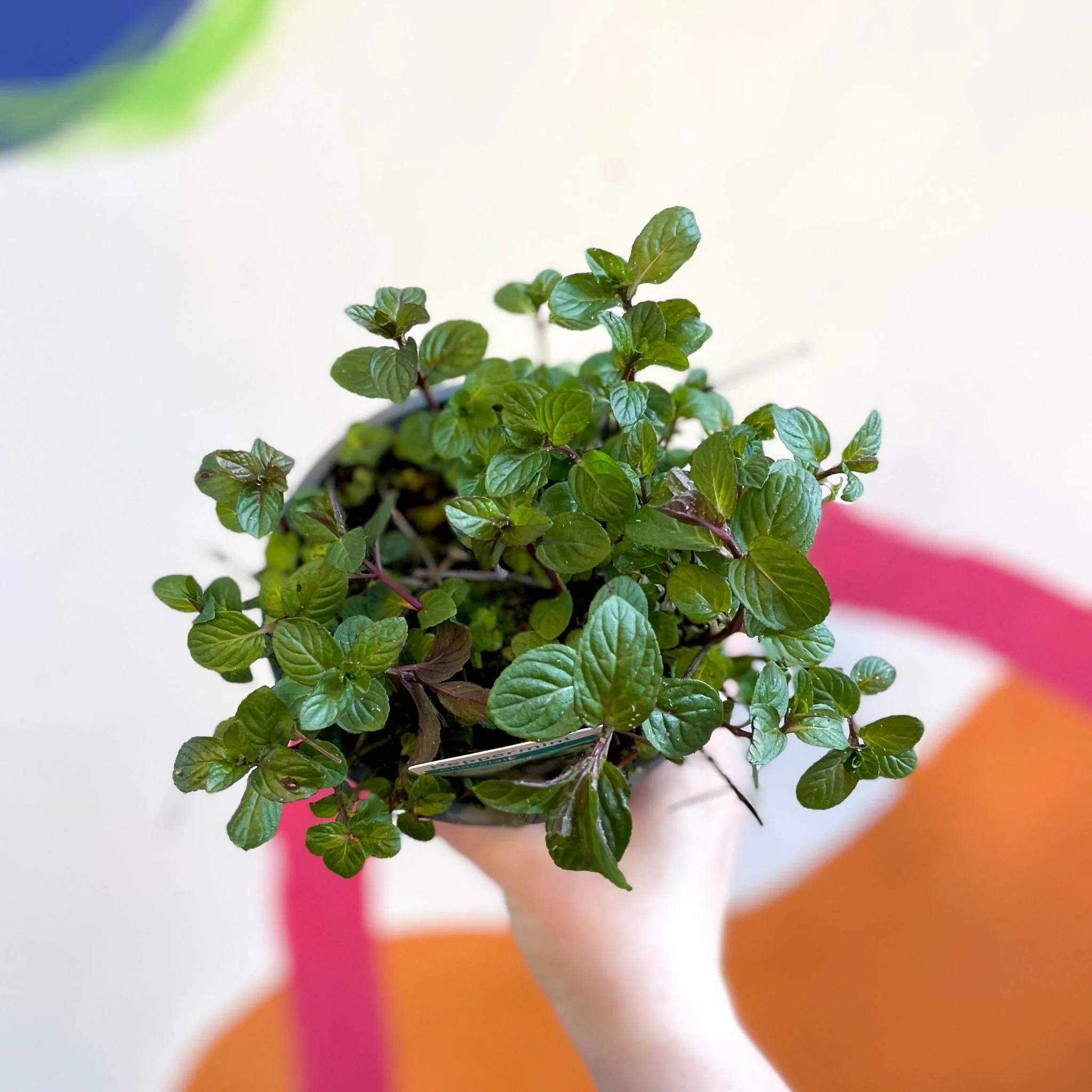 Mentha × piperita f. citrata 'Chocolate' - Chocolate Mint [UK Grown Culinary Herbs]
