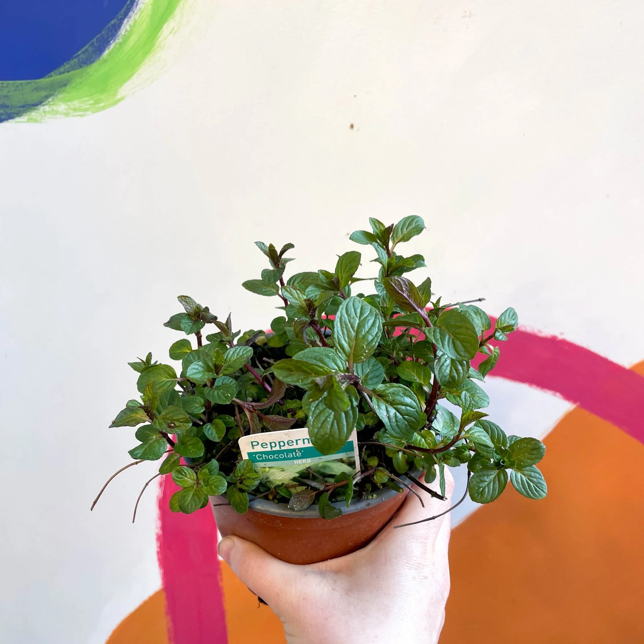 Mentha × piperita f. citrata 'Chocolate' - Chocolate Mint [UK Grown Culinary Herbs] - Image 2