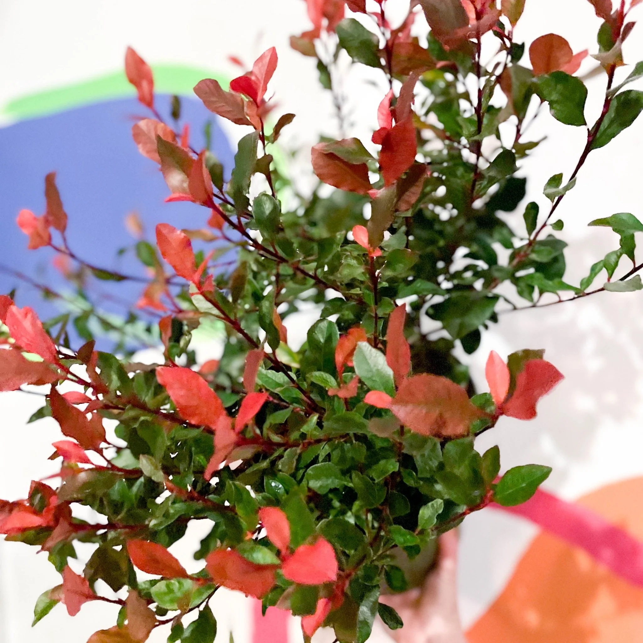 Christmas Berry - Photinia × fraseri 'Little Red Robin' - Cotswold Grown Evergreen Shrub