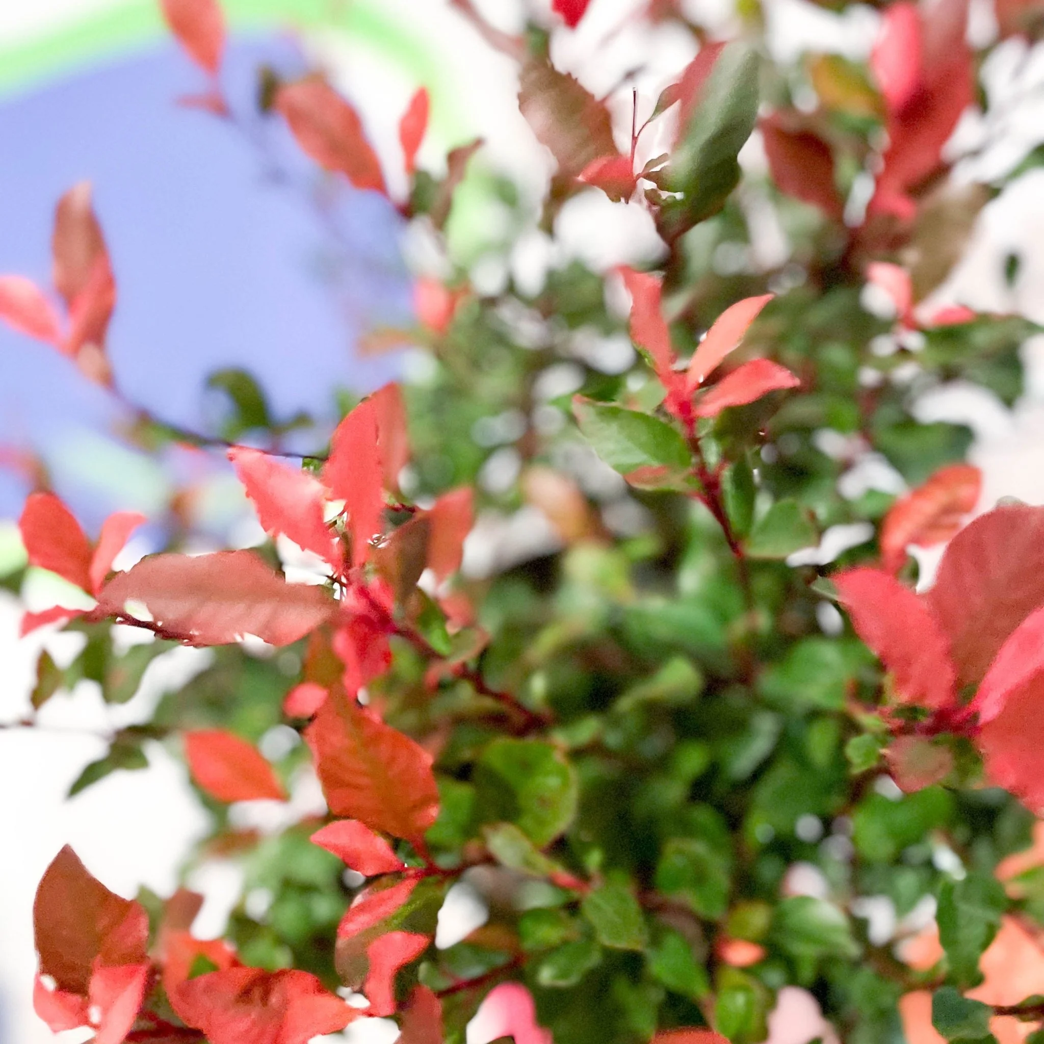 Christmas Berry - Photinia × fraseri 'Little Red Robin' - Cotswold Grown Evergreen Shrub - Image 2