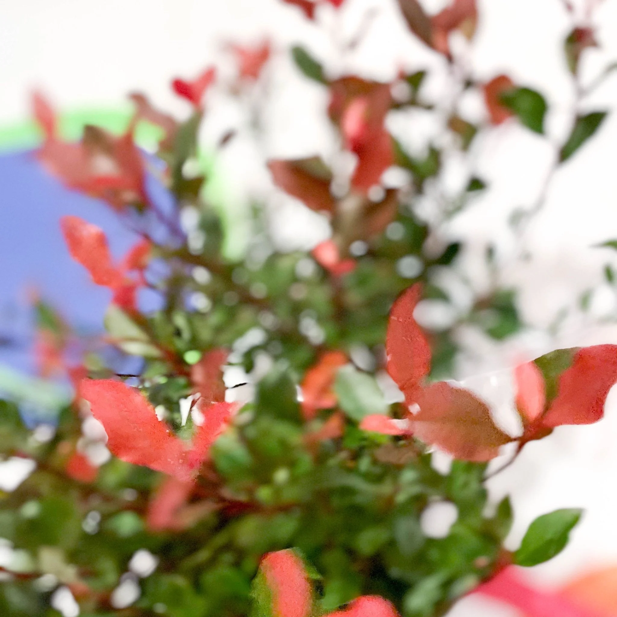 Christmas Berry - Photinia × fraseri 'Little Red Robin' - Cotswold Grown Evergreen Shrub - Image 3
