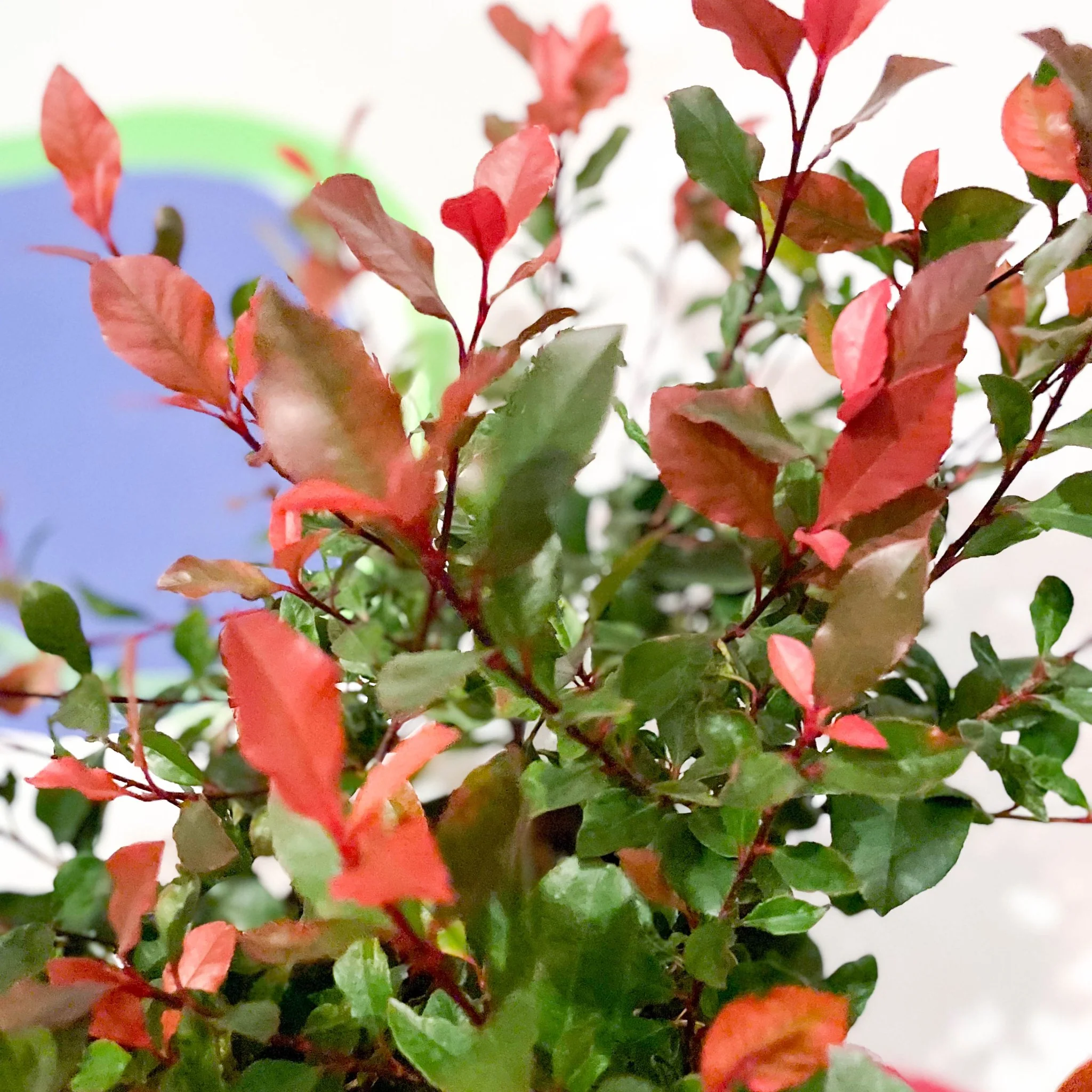 Christmas Berry - Photinia × fraseri 'Little Red Robin' - Cotswold Grown Evergreen Shrub - Image 4