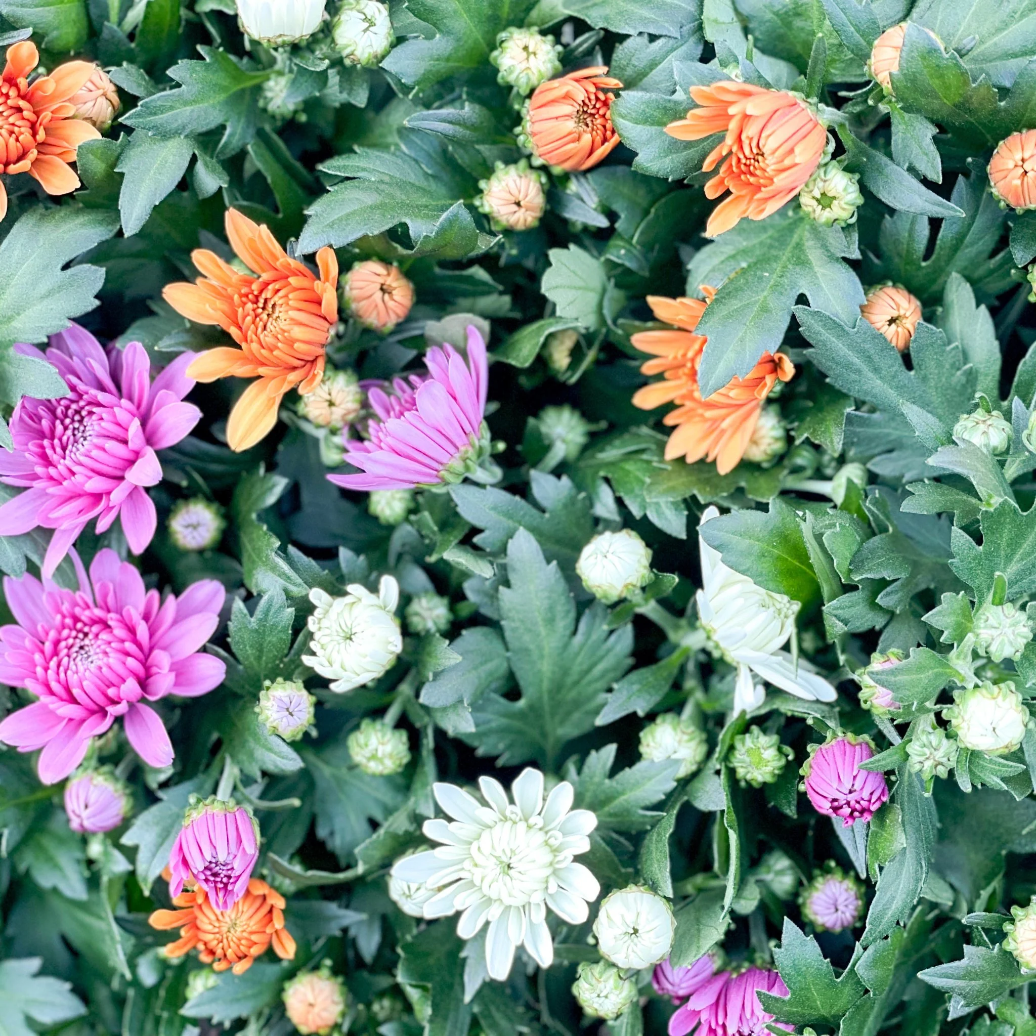 Chrysanthemum 'Carnival' - Image 2