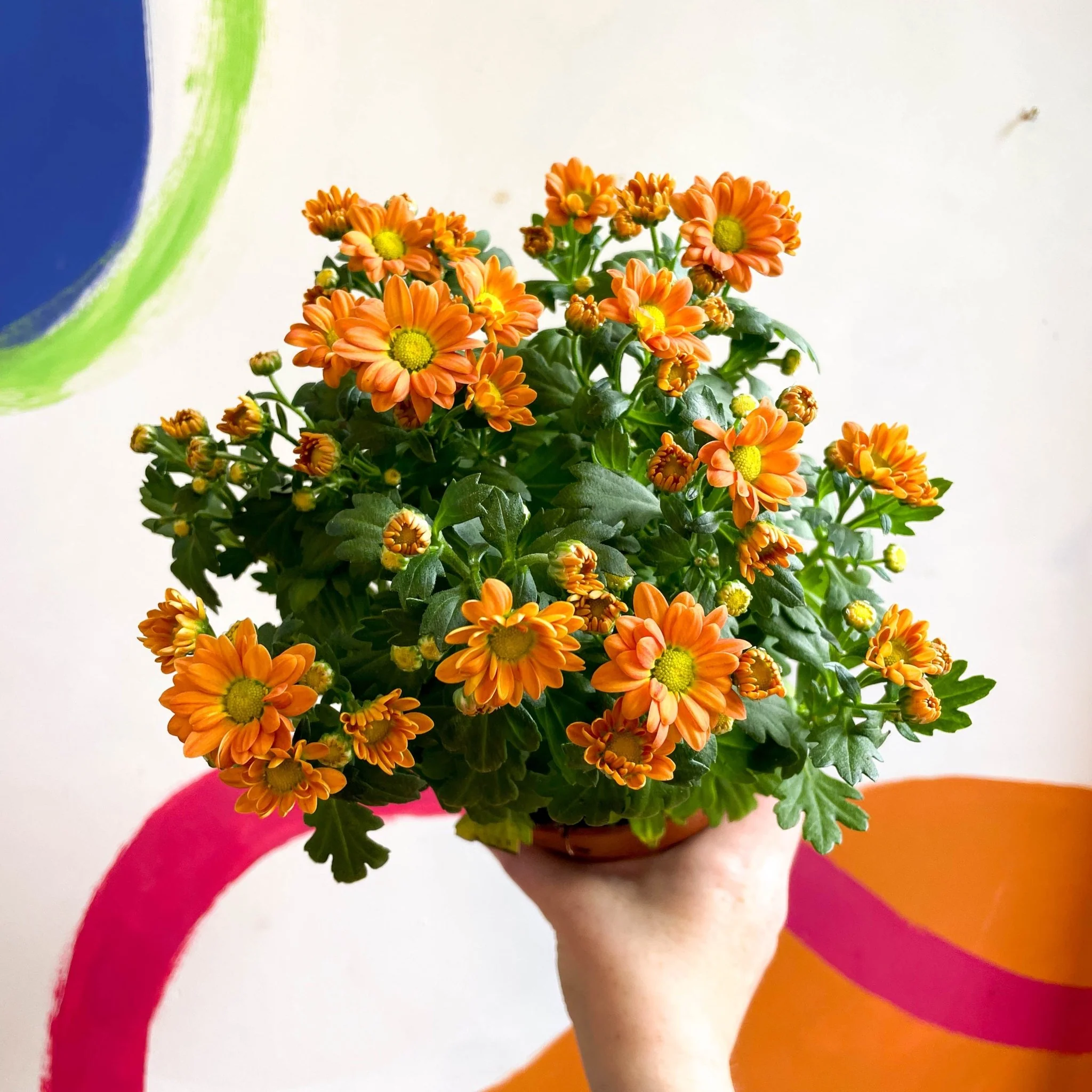 Chrysanthemum indicum 'Madiba' - Lucky Dip