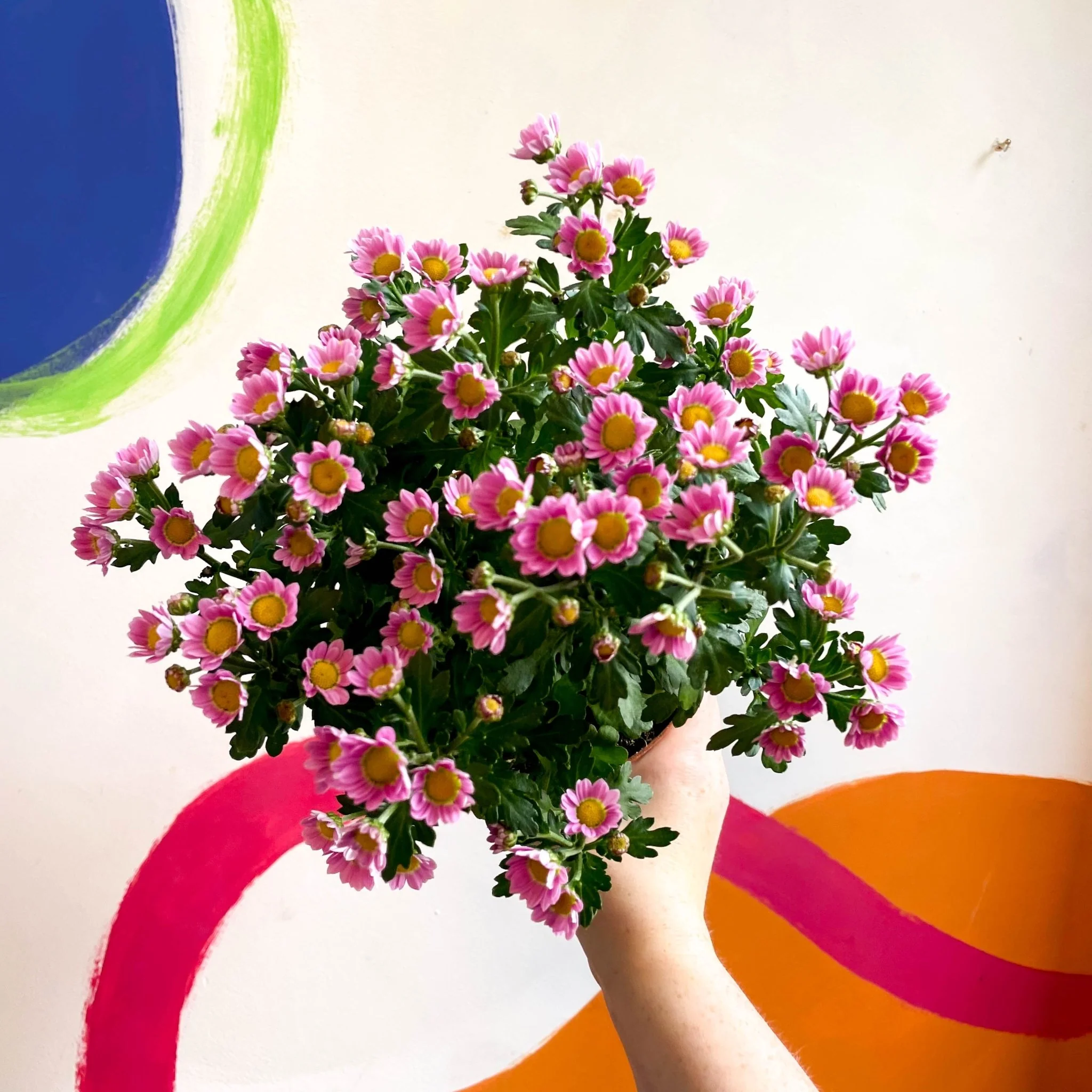 Chrysanthemum indicum 'Madiba' - Lucky Dip - Image 9