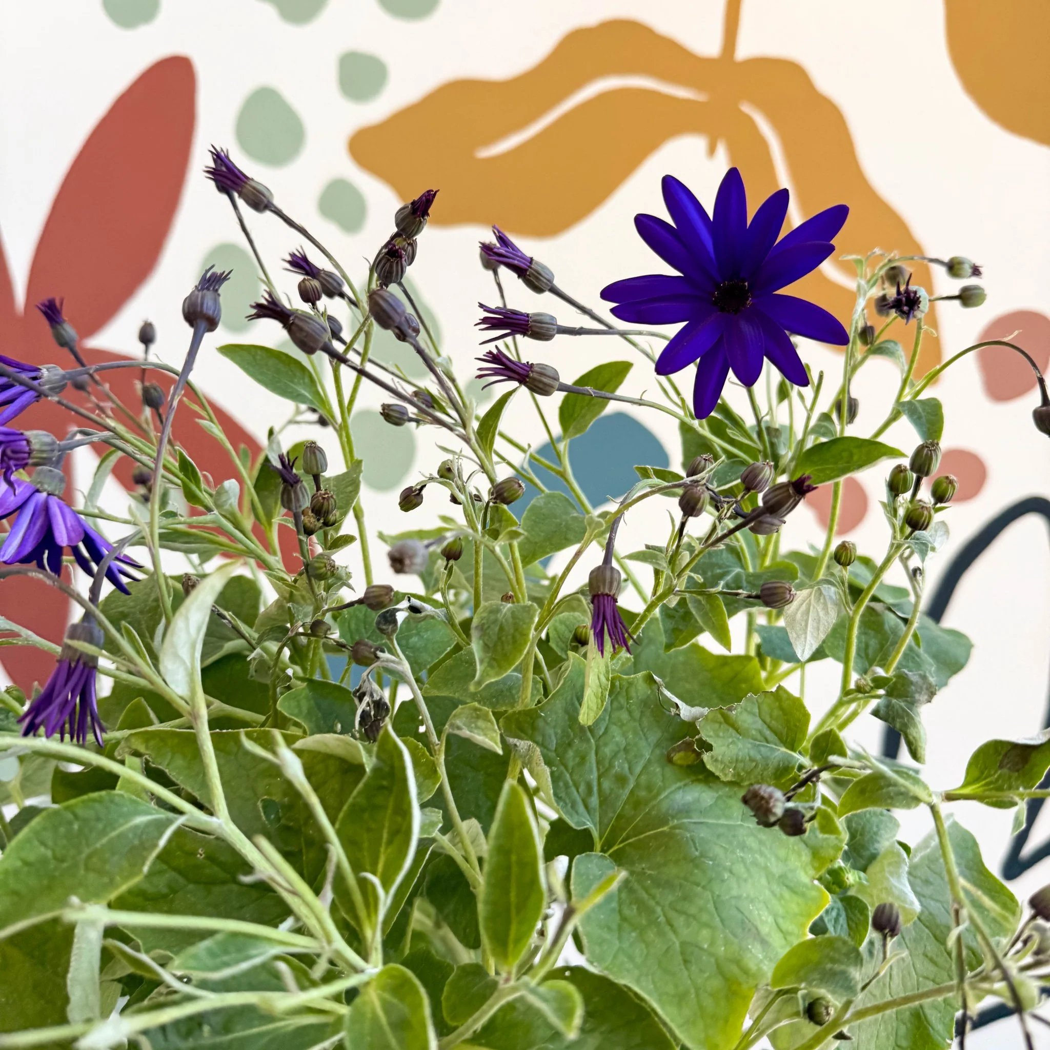 Cineraria - Senetti 'Deep Blue' Suntory Collection - British Grown