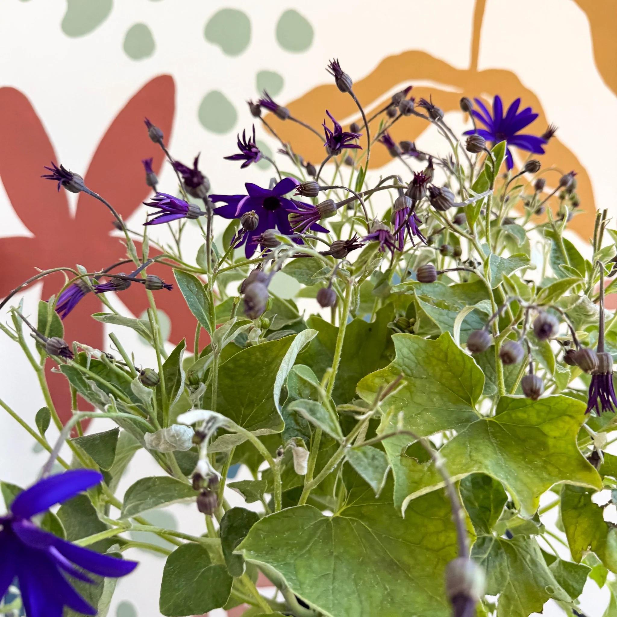 Cineraria - Senetti 'Deep Blue' Suntory Collection - British Grown - Image 2