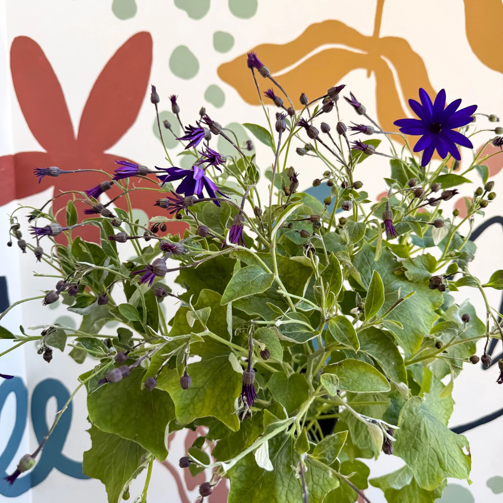 Cineraria - Senetti 'Deep Blue' Suntory Collection - British Grown - Image 3