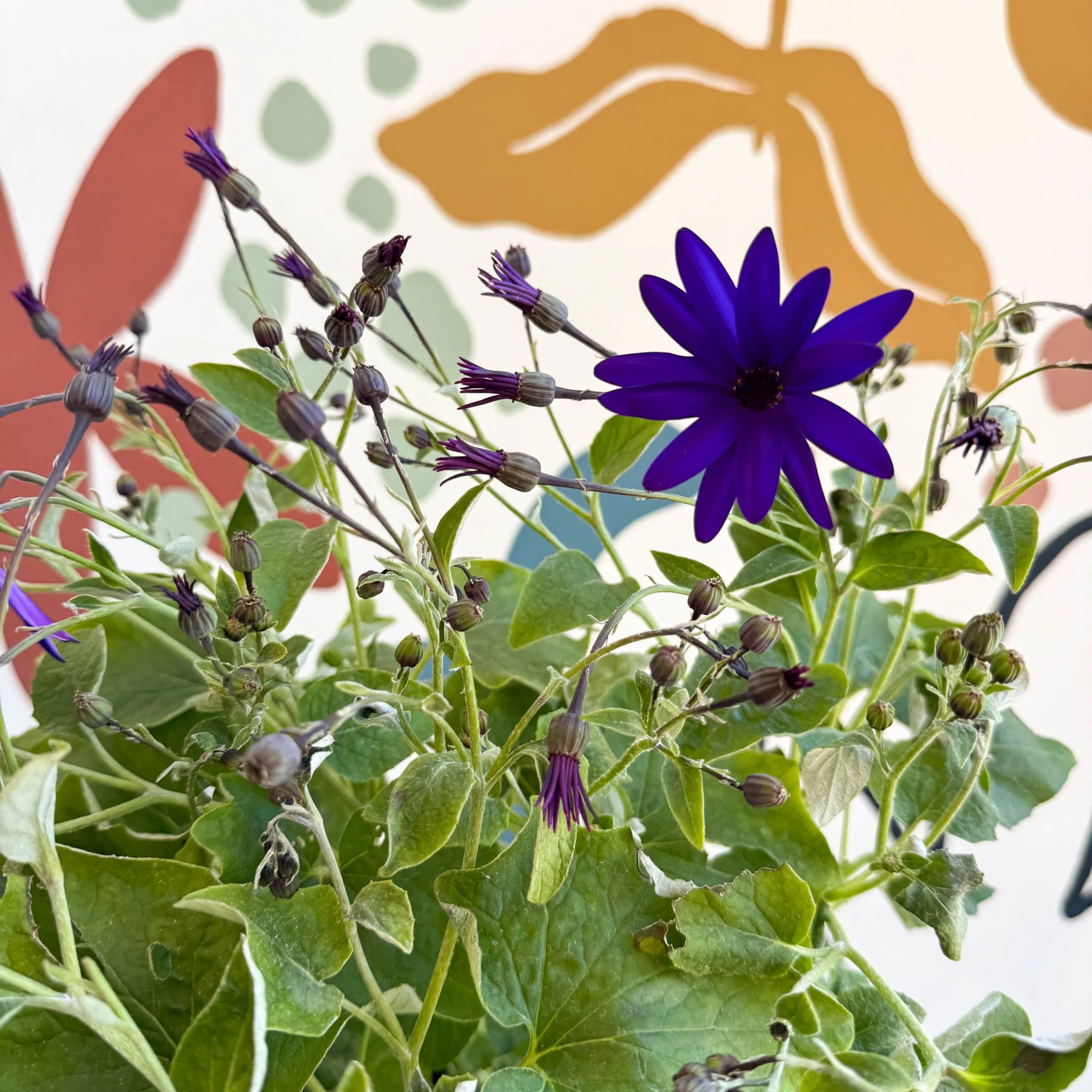 Cineraria - Senetti 'Deep Blue' Suntory Collection - British Grown - Image 4