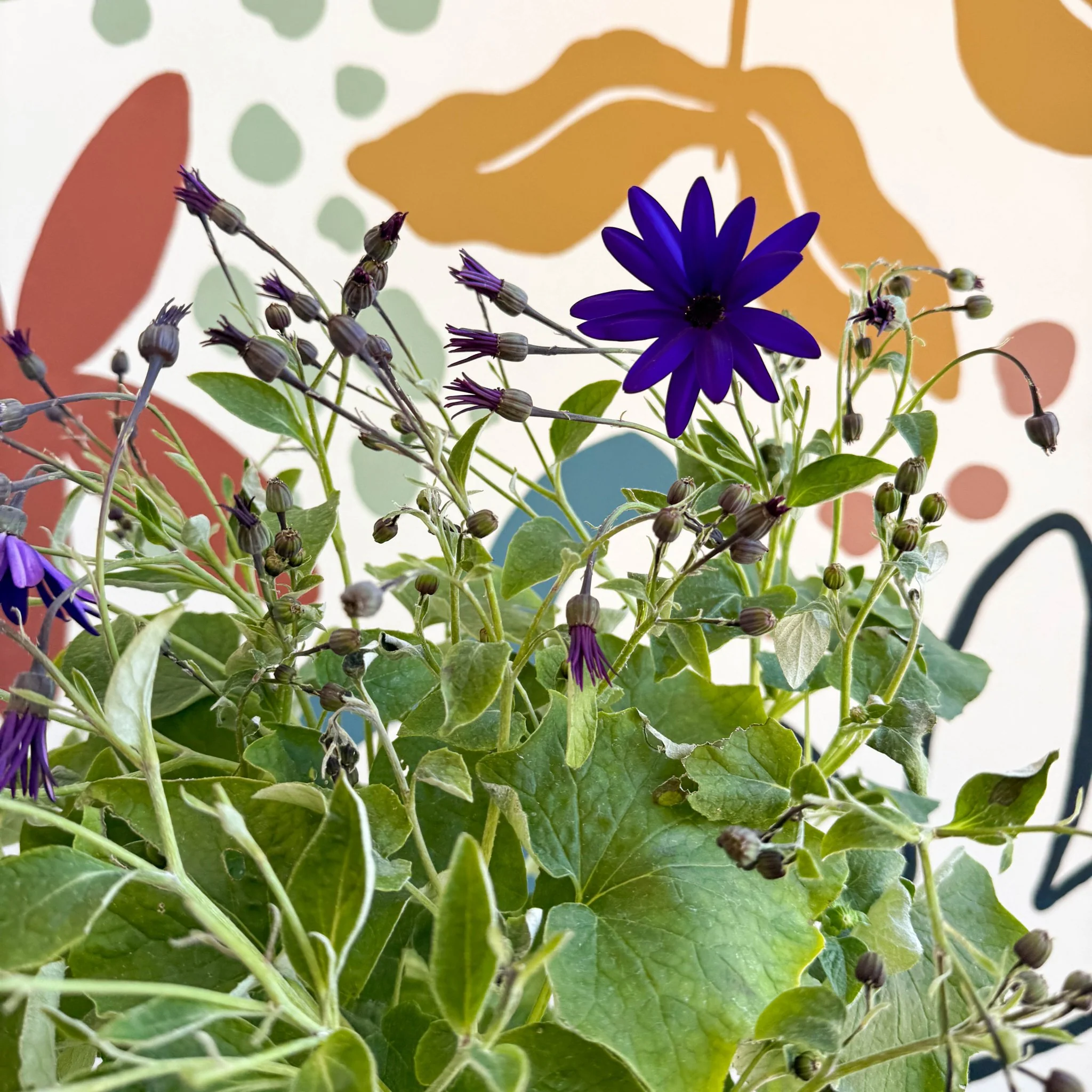 Cineraria - Senetti 'Deep Blue' Suntory Collection - British Grown - Image 5