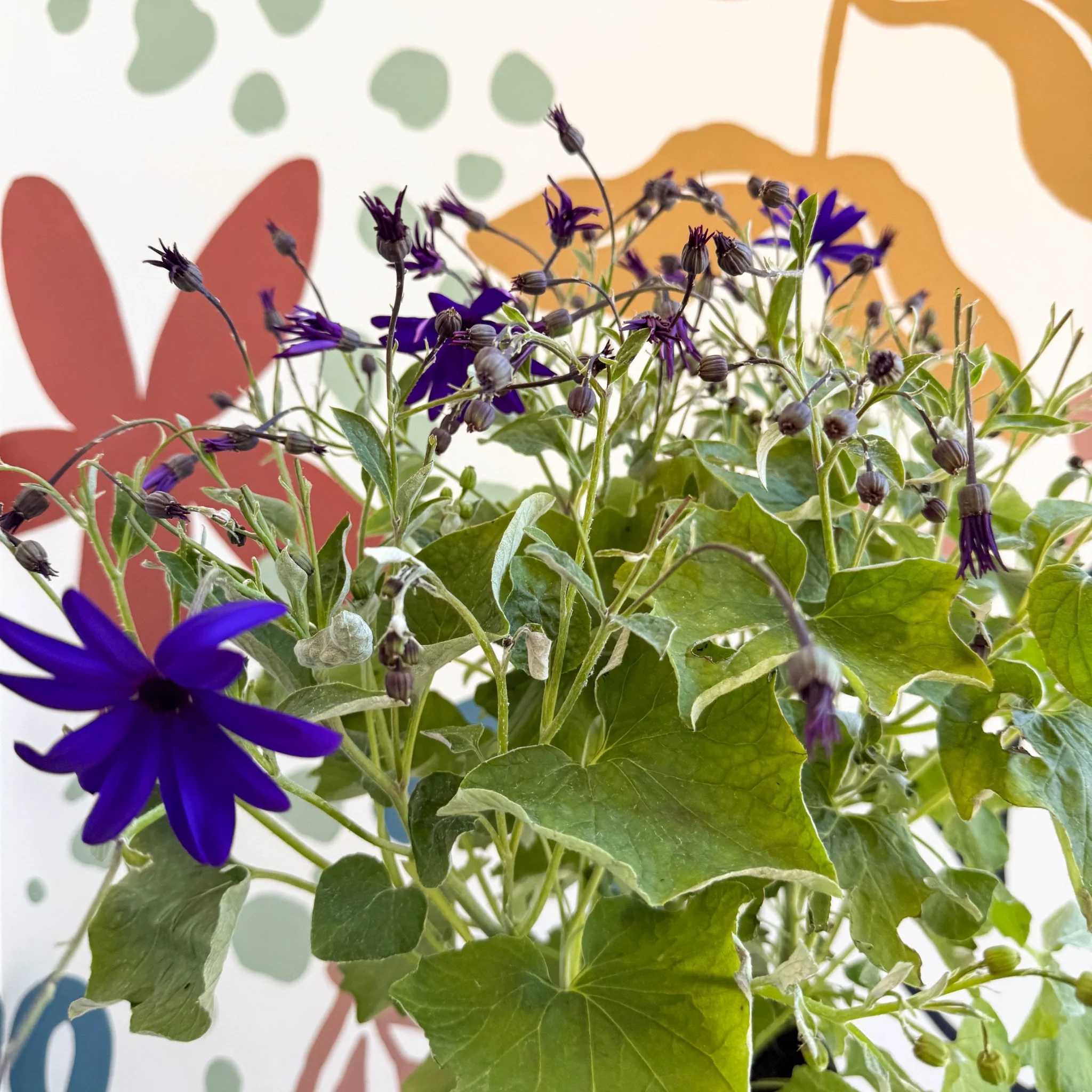 Cineraria - Senetti 'Deep Blue' Suntory Collection - British Grown - Image 6
