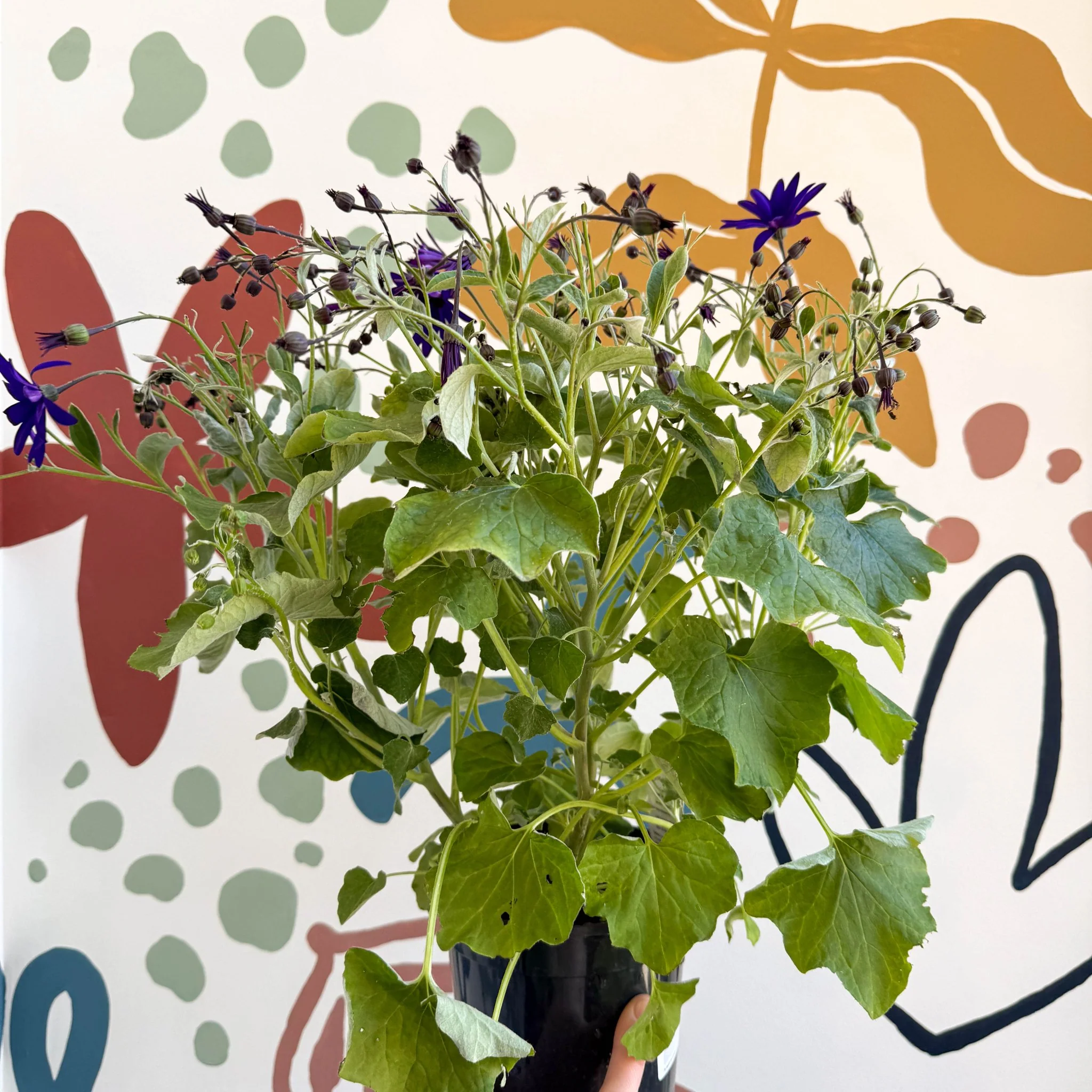 Cineraria - Senetti 'Deep Blue' Suntory Collection - British Grown - Image 7